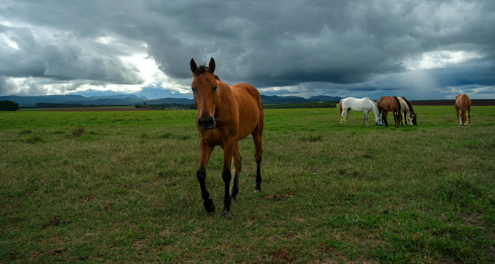 Atherton Tablelands horse