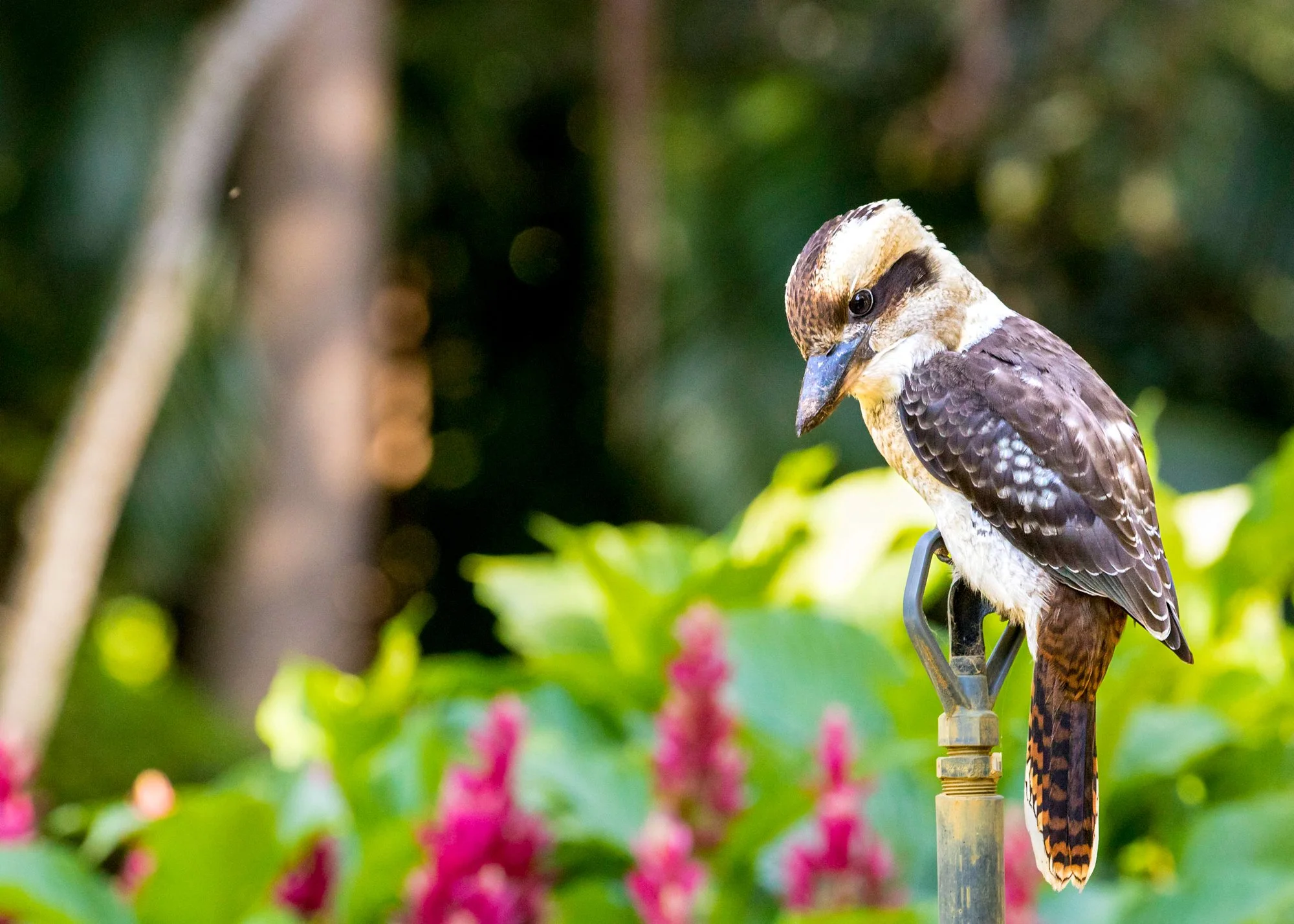 Kookaburra