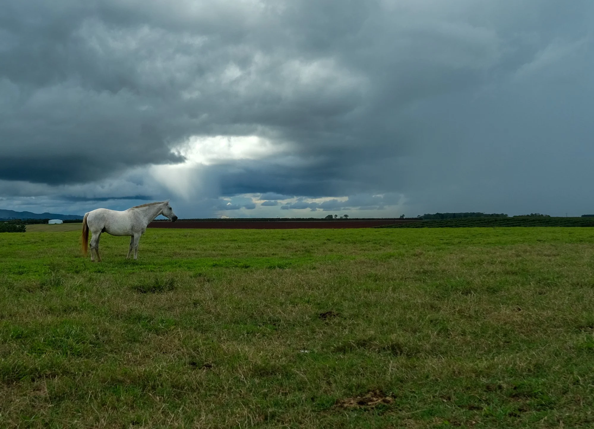 Atherton horses