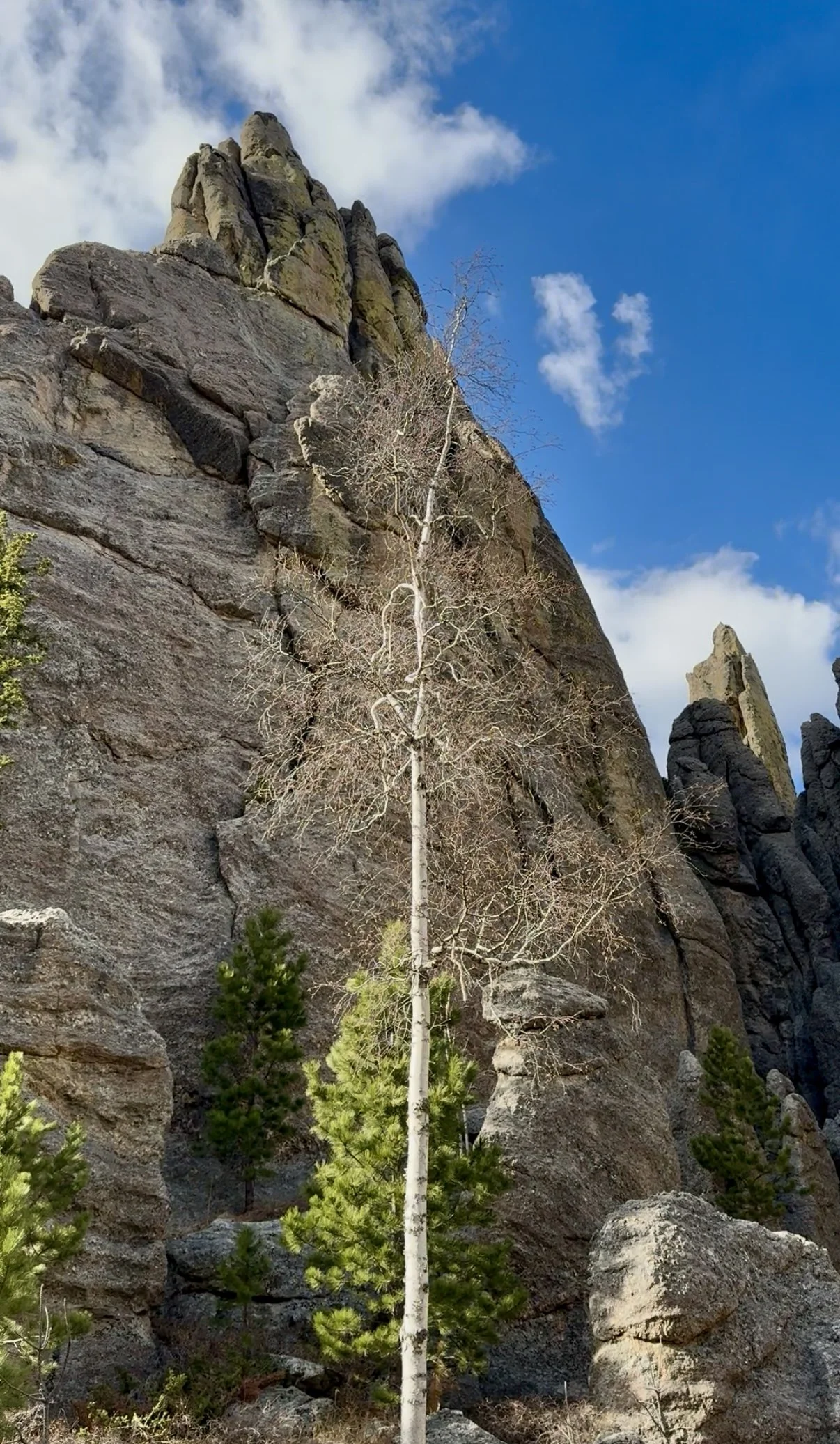SouthDakotaRoadtrip-CusterStatePark-CathedralSpiresTrail-Tree.PNG