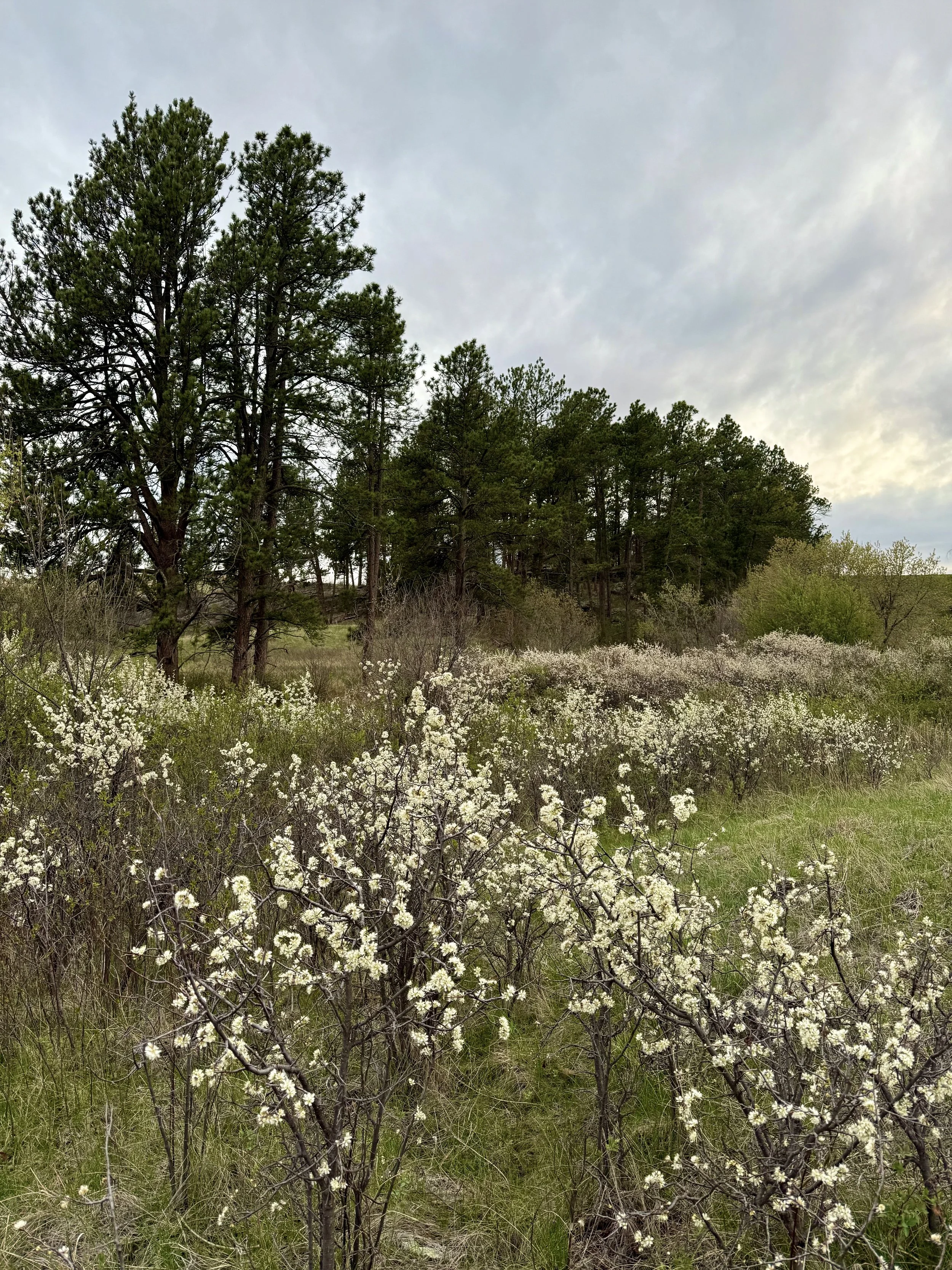 SouthDakotaRoadtrip-WindCaveNationalPark-LookoutPointTrail-CentennialTrailLoop-1.jpeg