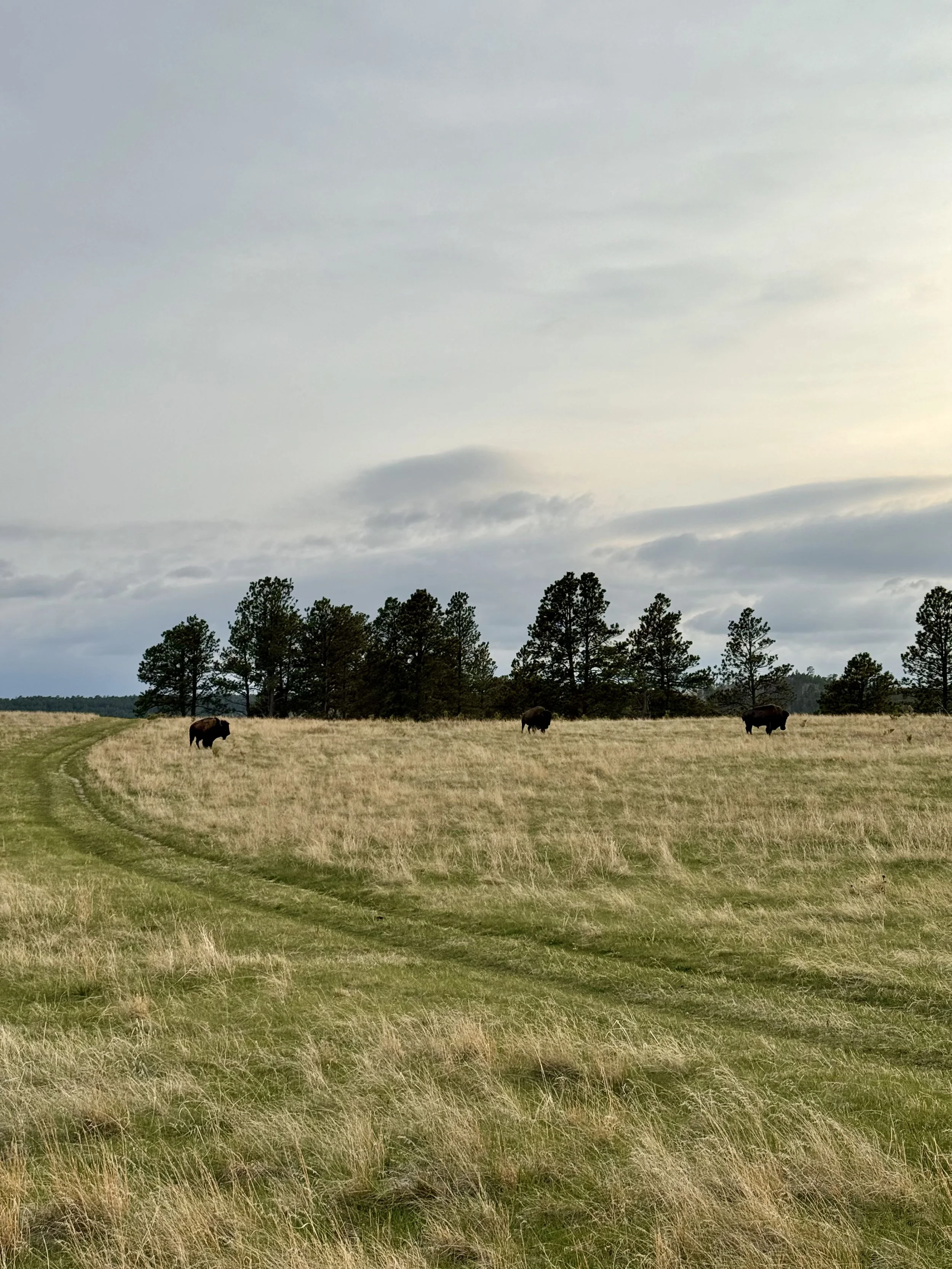 SouthDakotaRoadtrip-WindCaveNationalPark-LookoutPointTrail-CentennialTrailLoop-12.jpeg