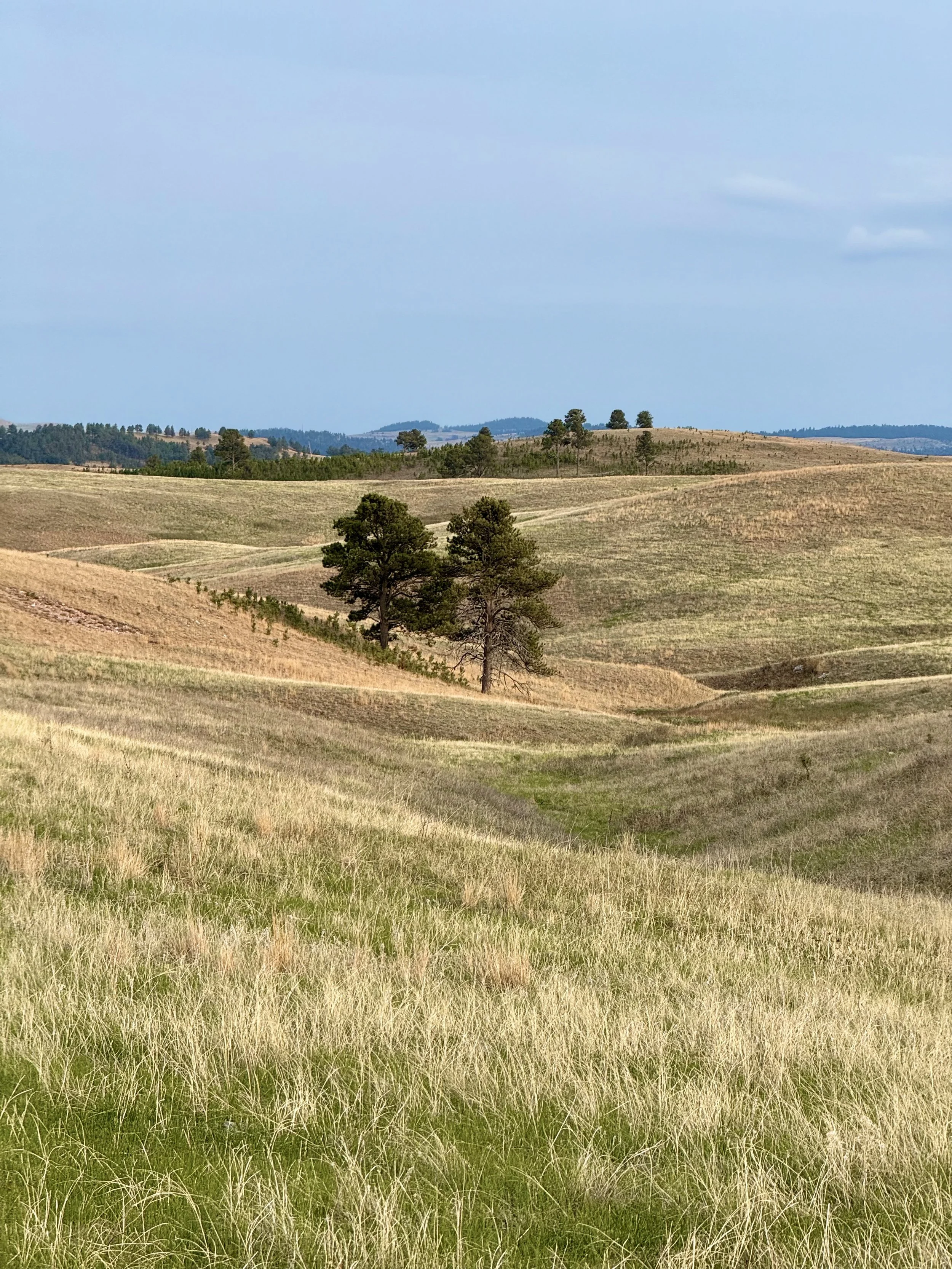 SouthDakotaRoadtrip-WindCaveNationalPark-LookoutPointTrail-CentennialTrailLoop-10.jpeg