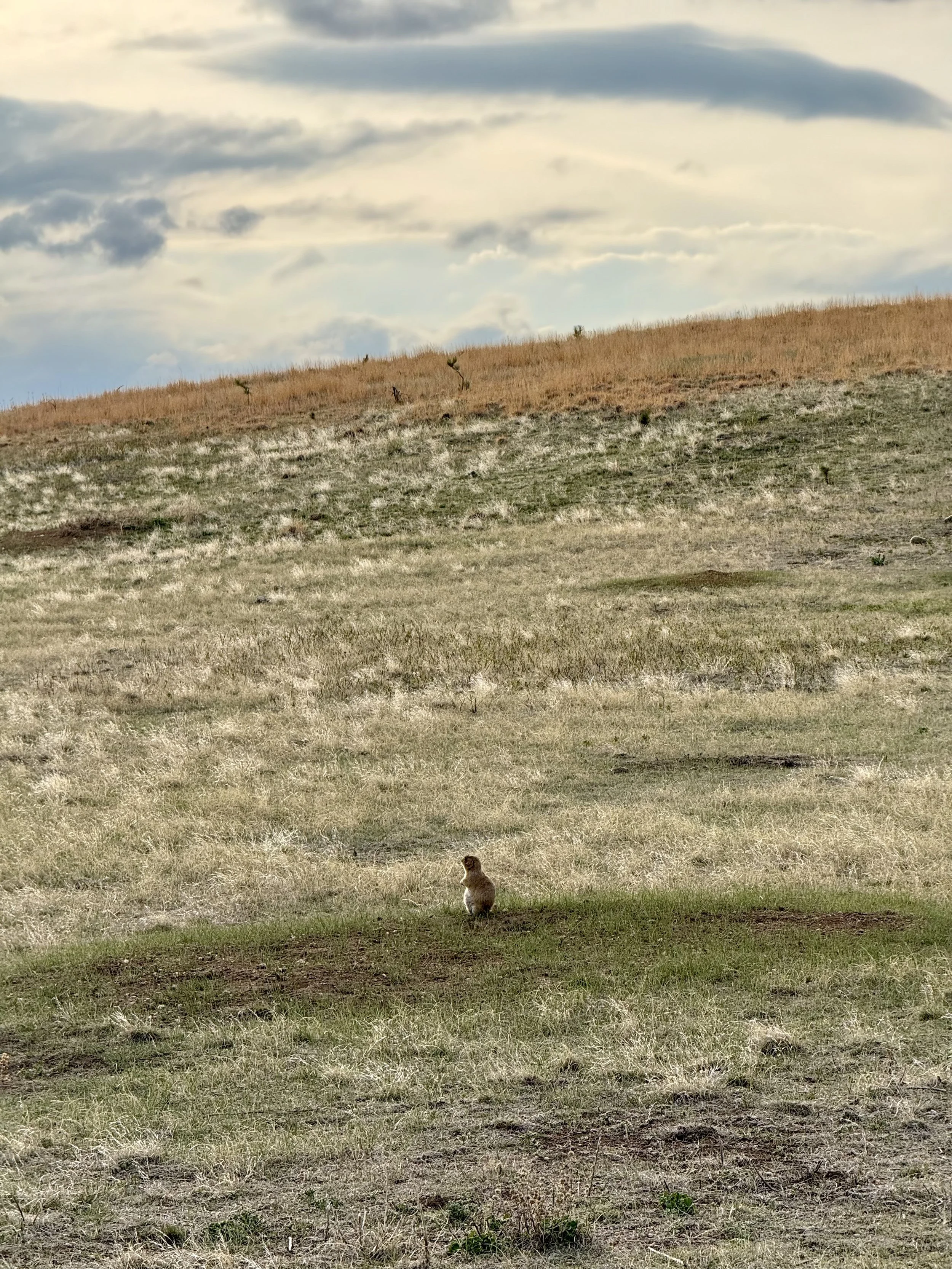 SouthDakotaRoadtrip-WindCaveNationalPark-LookoutPointTrail-CentennialTrailLoop-5.jpeg