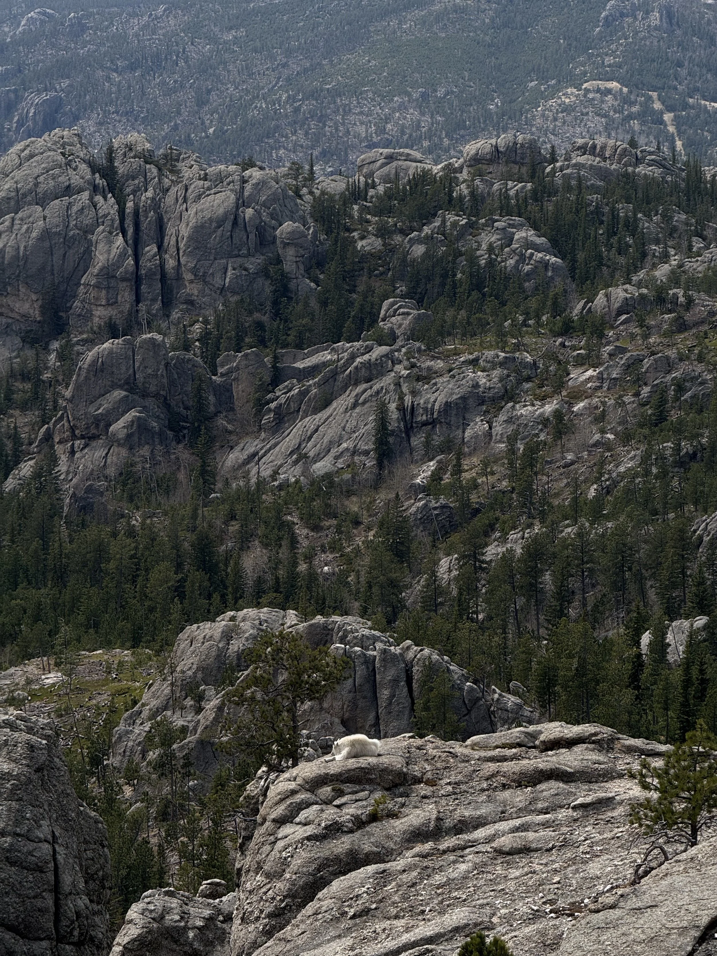 SouthDakotaRoadtrip-CusterStatePark-BlackElkPeak-LittleDevilsTower-19.jpeg