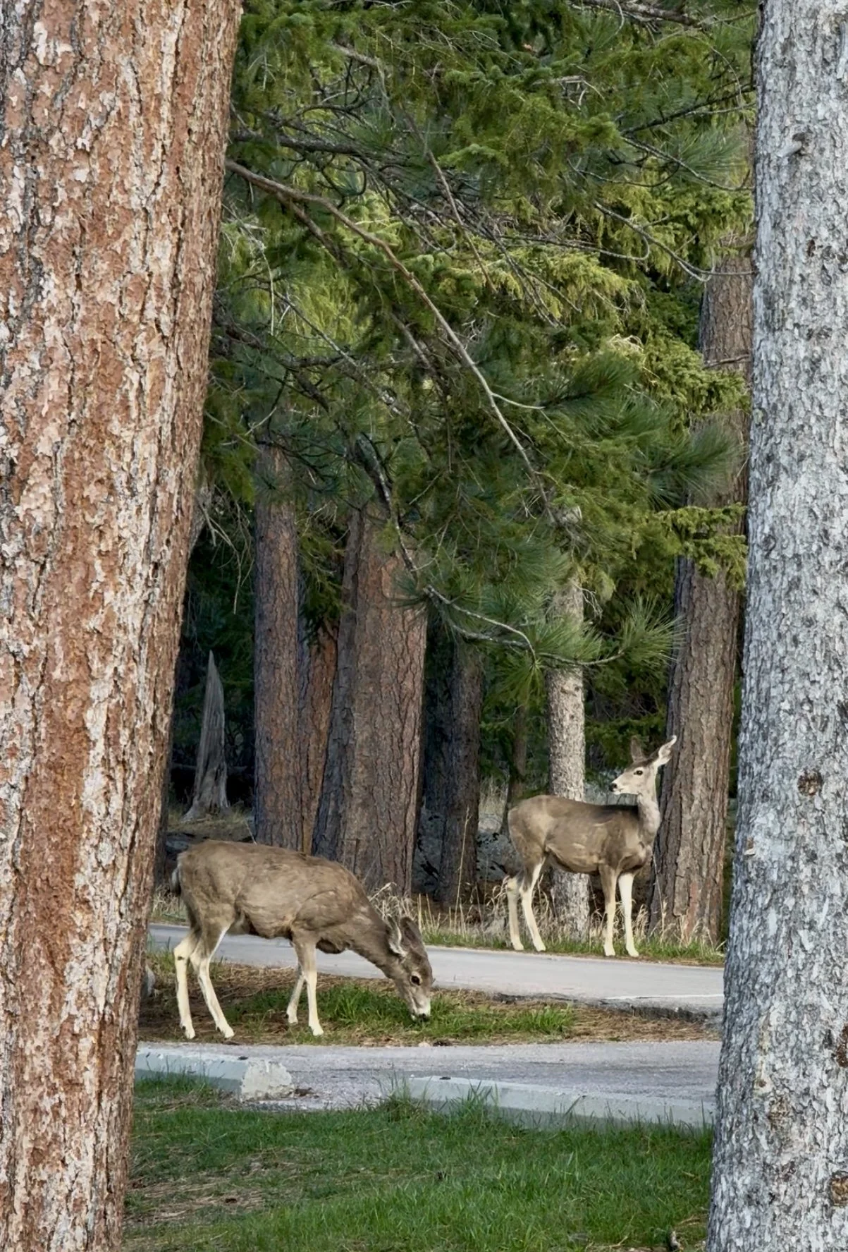 SouthDakotaRoadtrip-CusterStatePark-SylvanLake-LoopTrail5.jpg