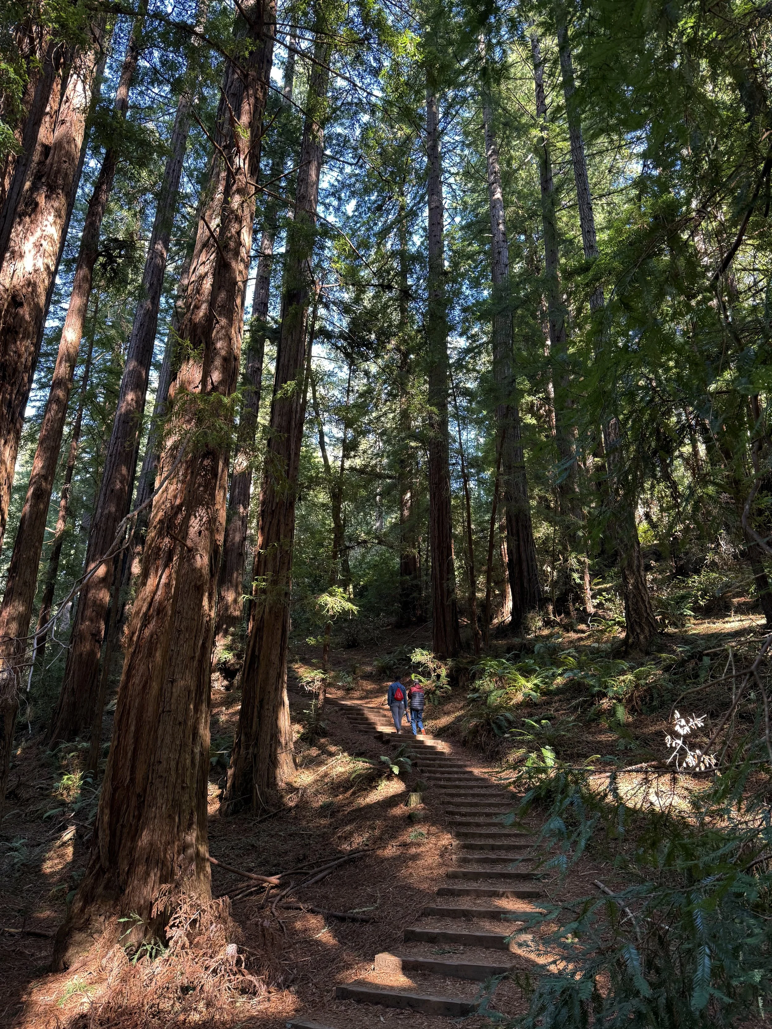 BayArea-DayTrips-MuirWoodsNationalMonument-2.jpeg