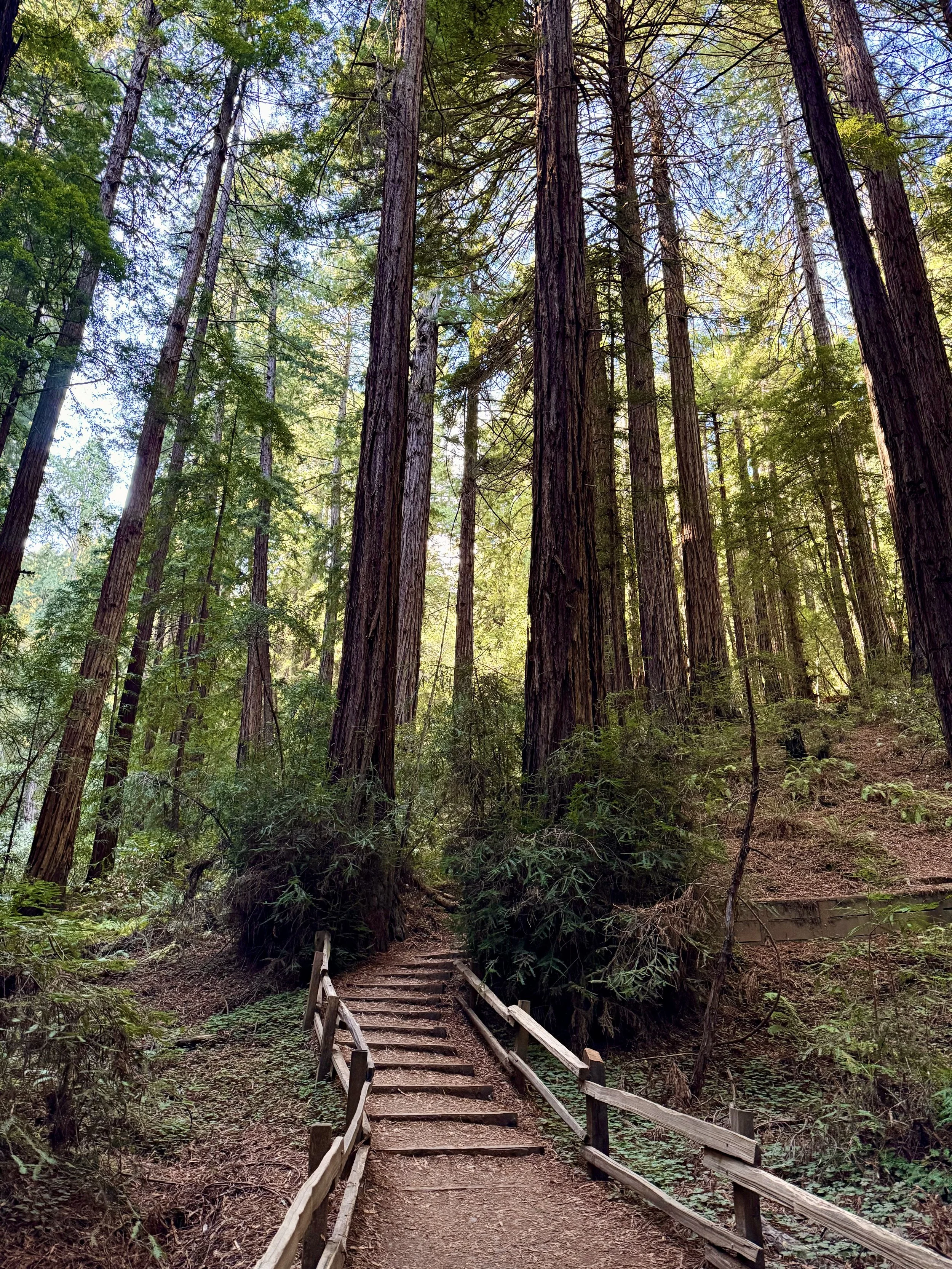 BayArea-DayTrips-MuirWoodsNationalMonument-1.jpeg