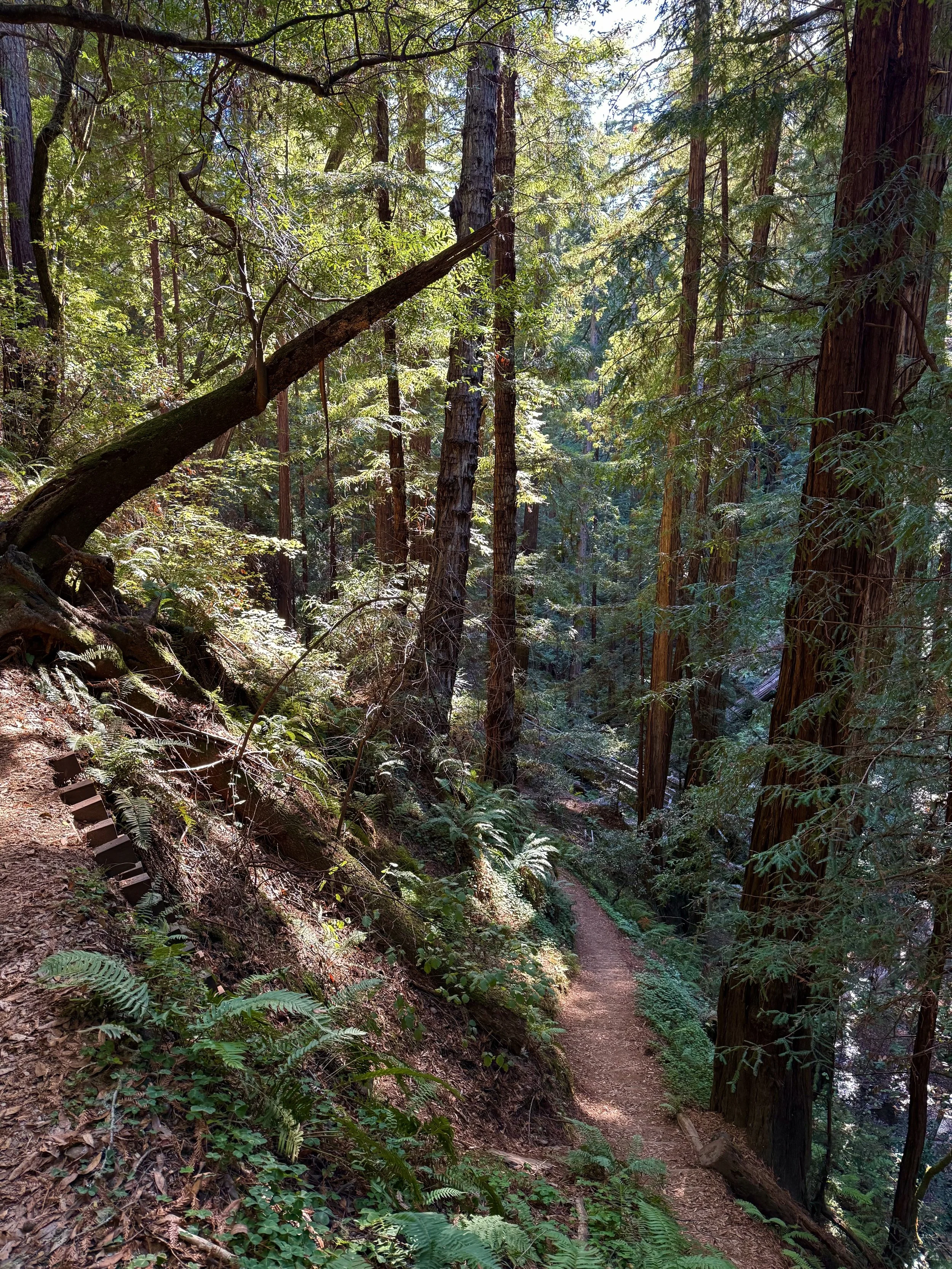 BayArea-DayTrips-MuirWoodsNationalMonument-3.jpeg