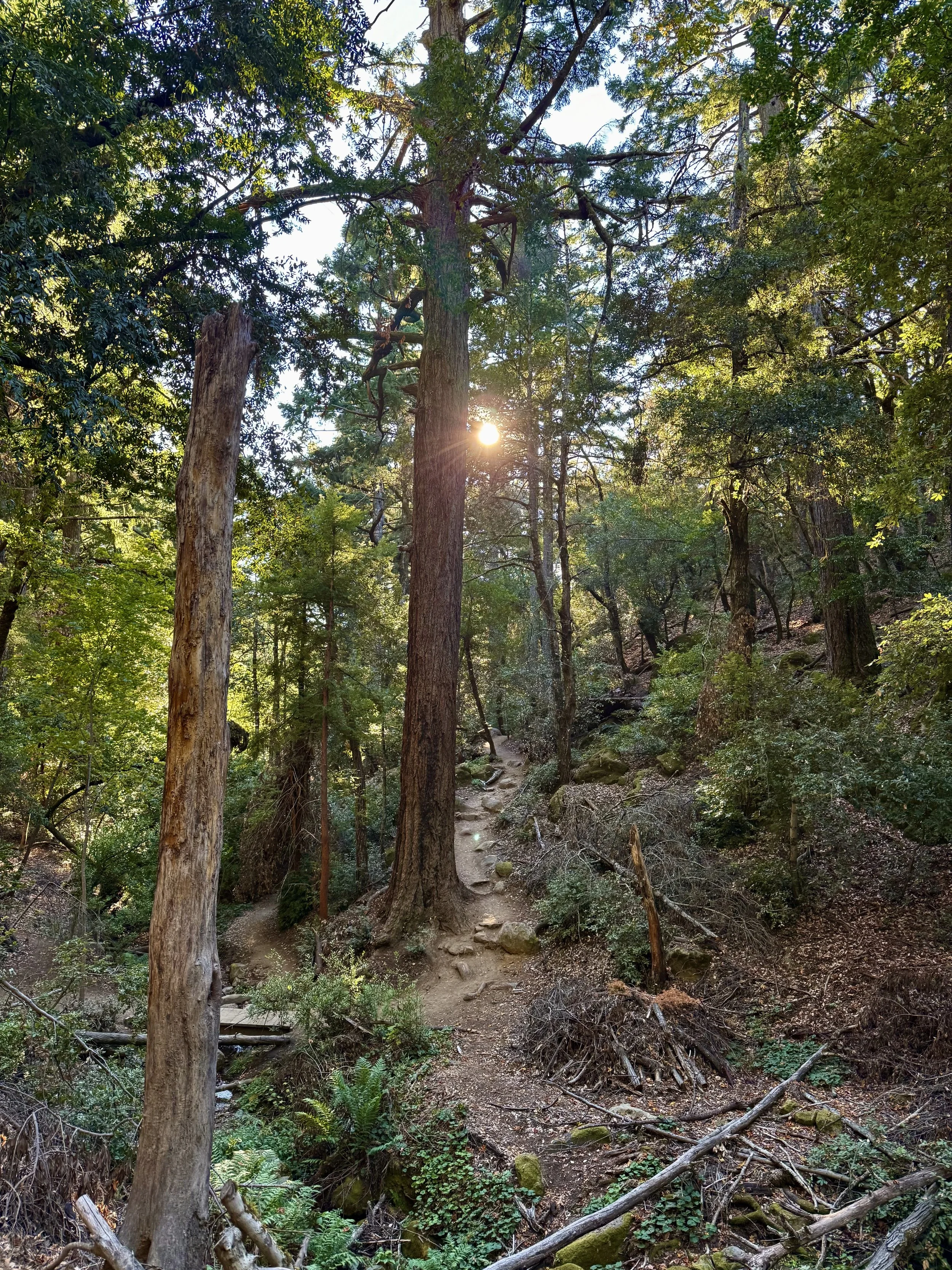 BayArea-DayTrips-CastleRockStatePark-2.jpeg