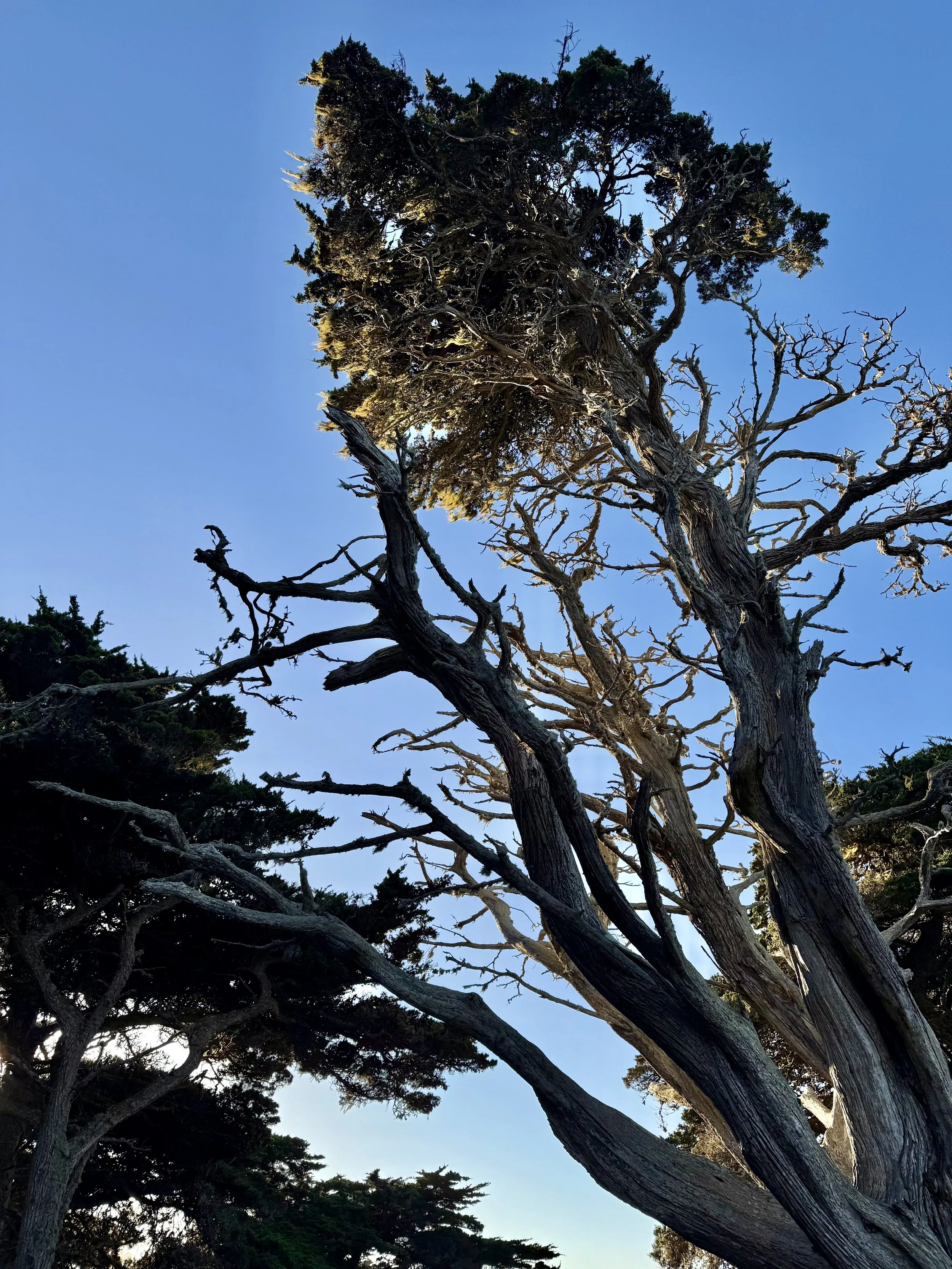 BayArea-DayTrips-PointLobosStateNaturalReserve-10.jpeg