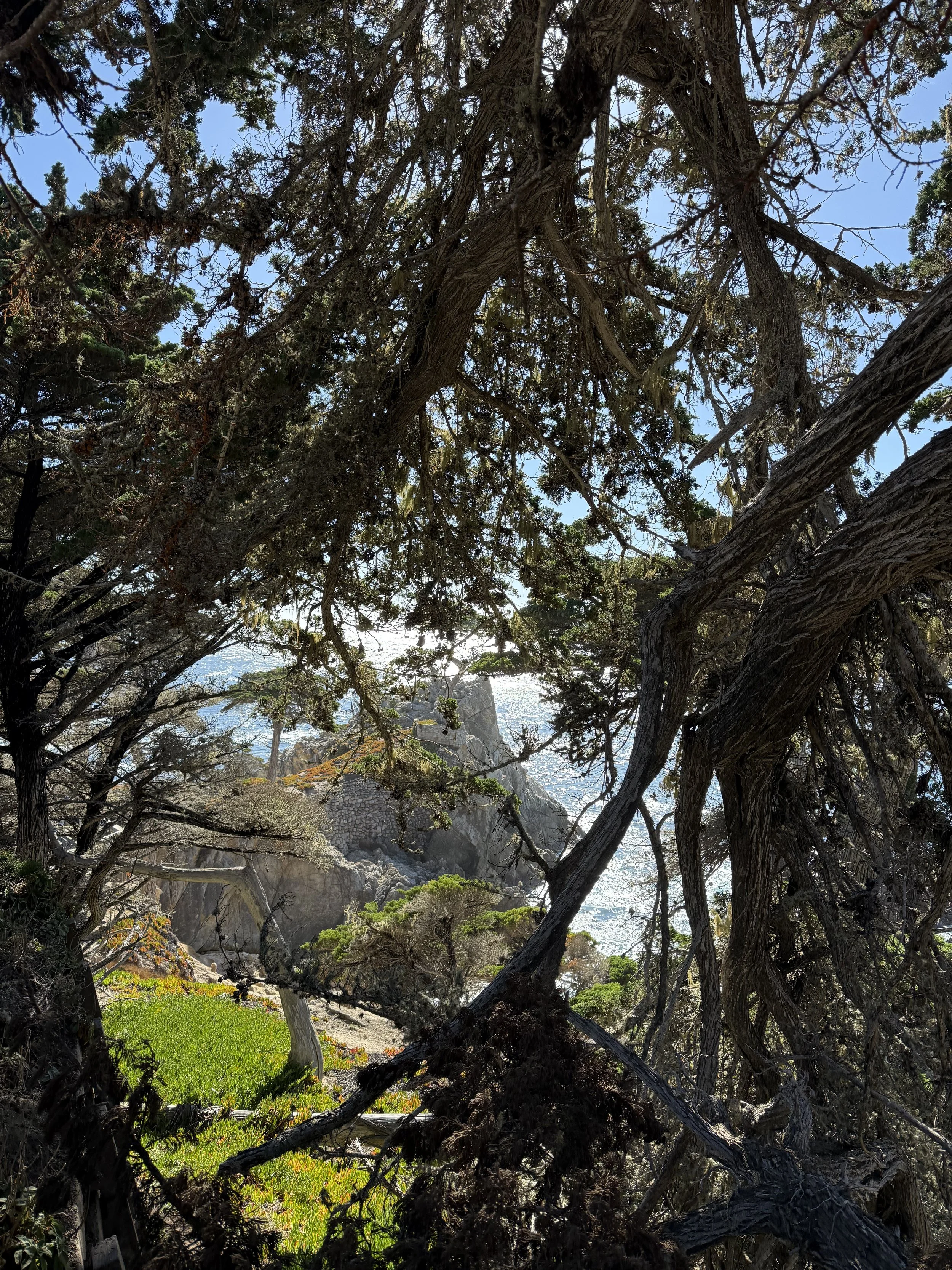 BayArea-DayTrips-17MileDrive-5.jpeg