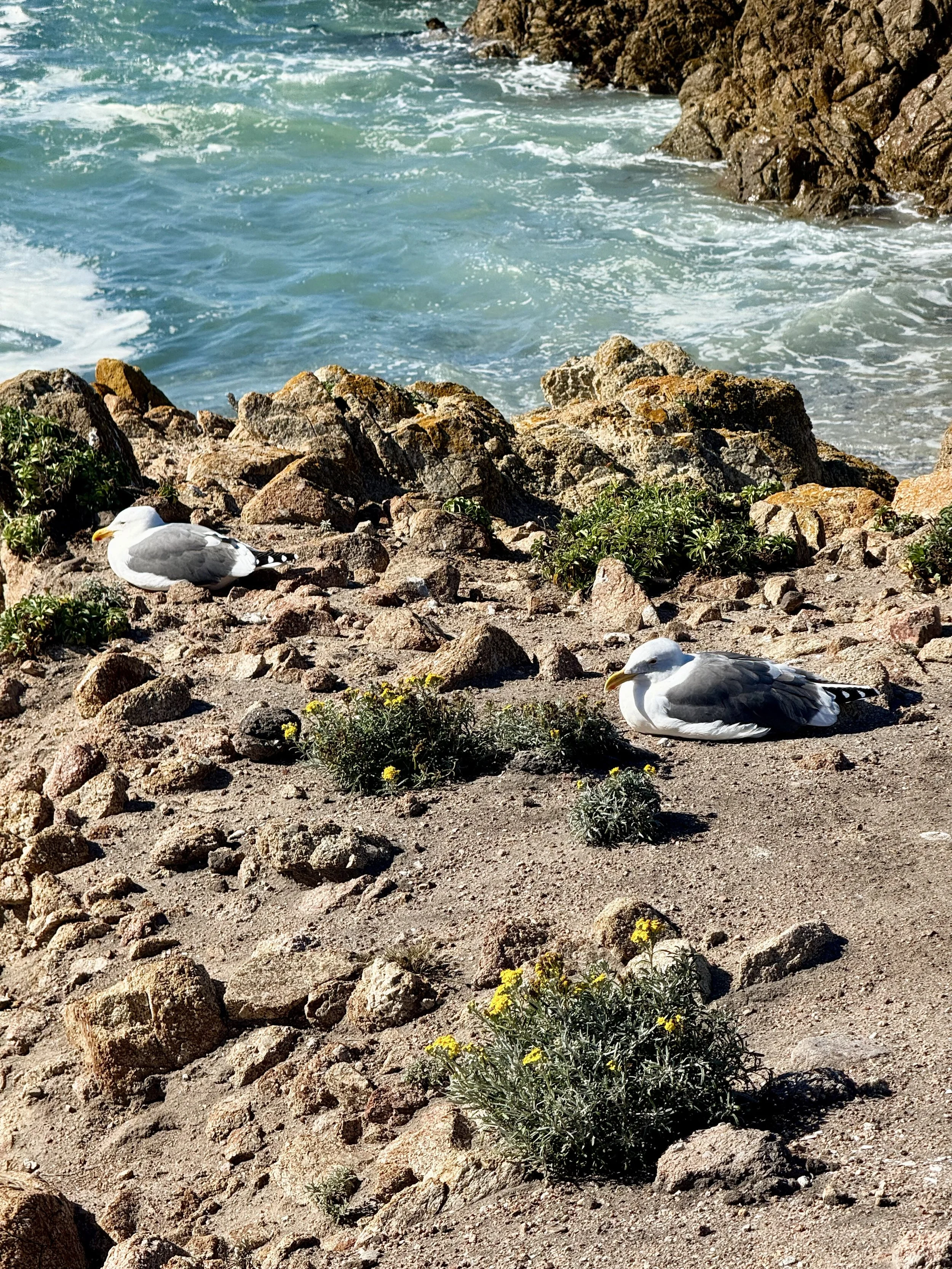 BayArea-DayTrips-17MileDrive-9.jpeg