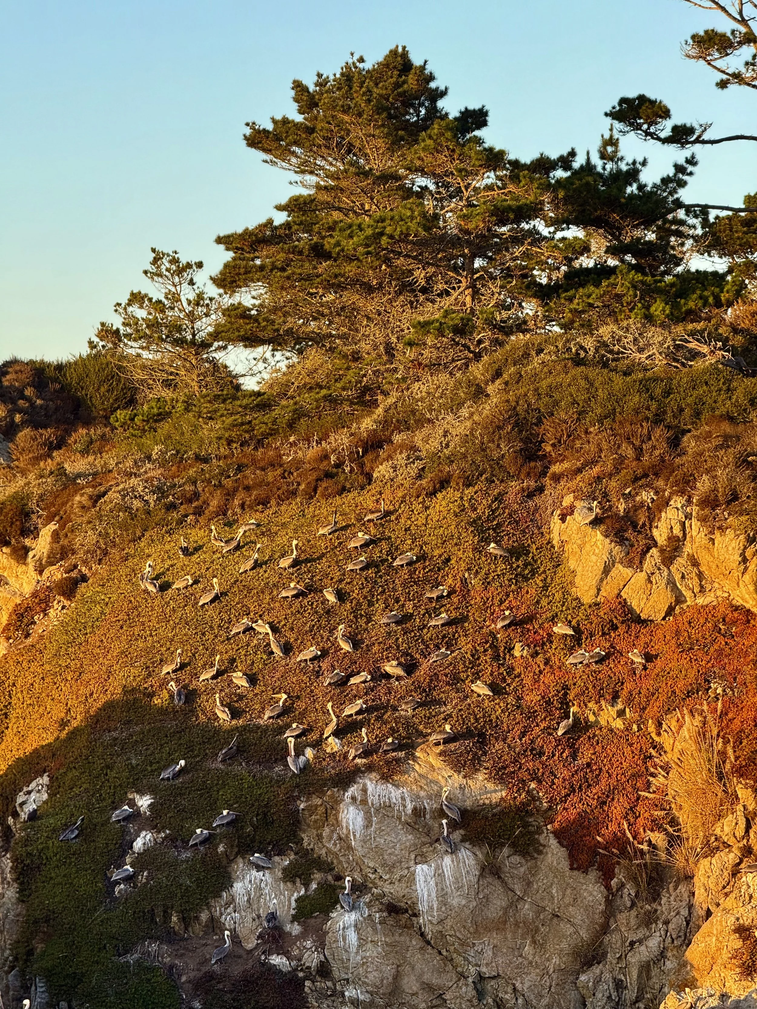 BayArea-DayTrips-PointLobosStateNaturalReserve-28.jpeg