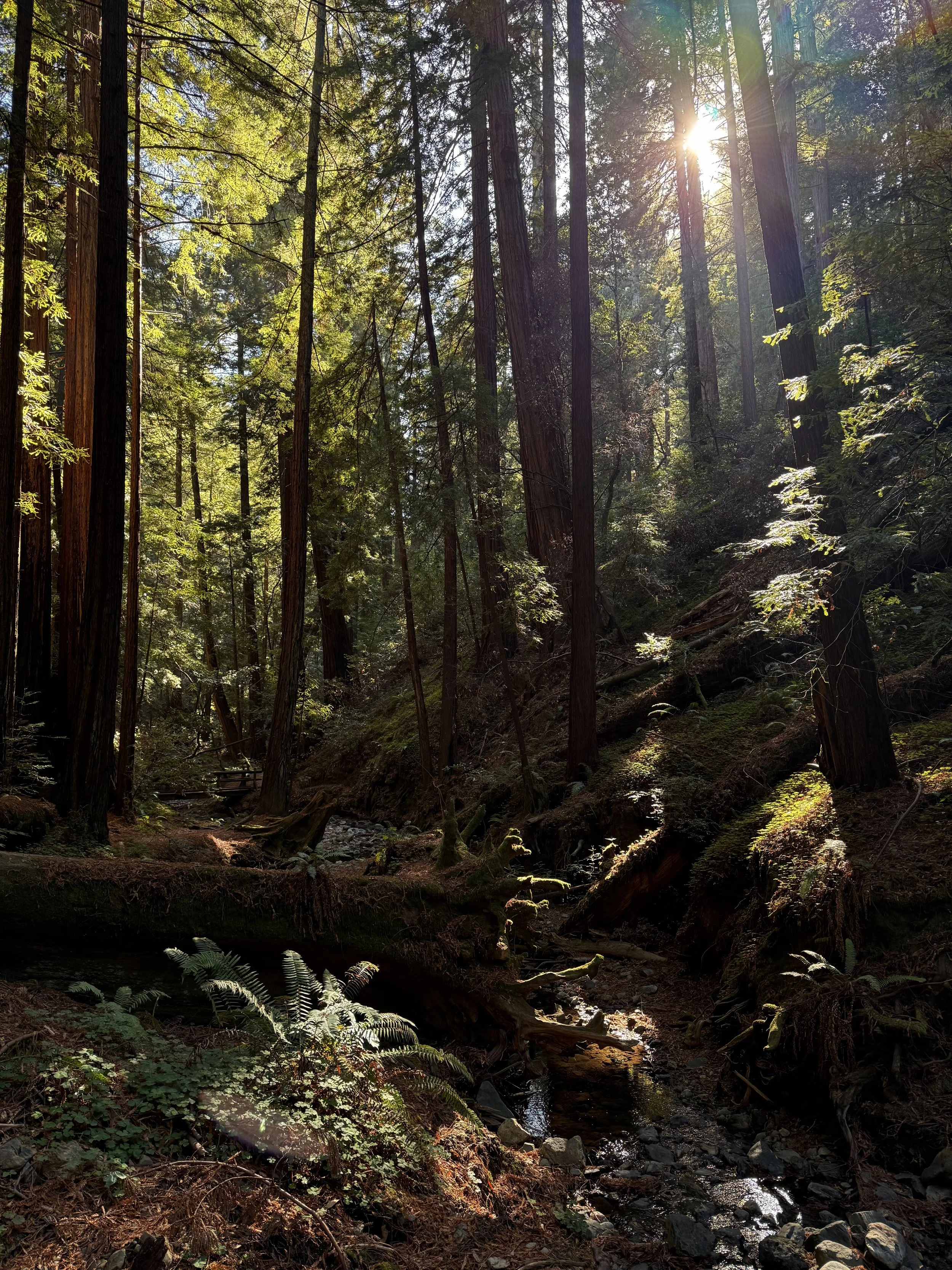 BayArea-DayTrips-MuirWoodsNationalMonument-4.jpeg
