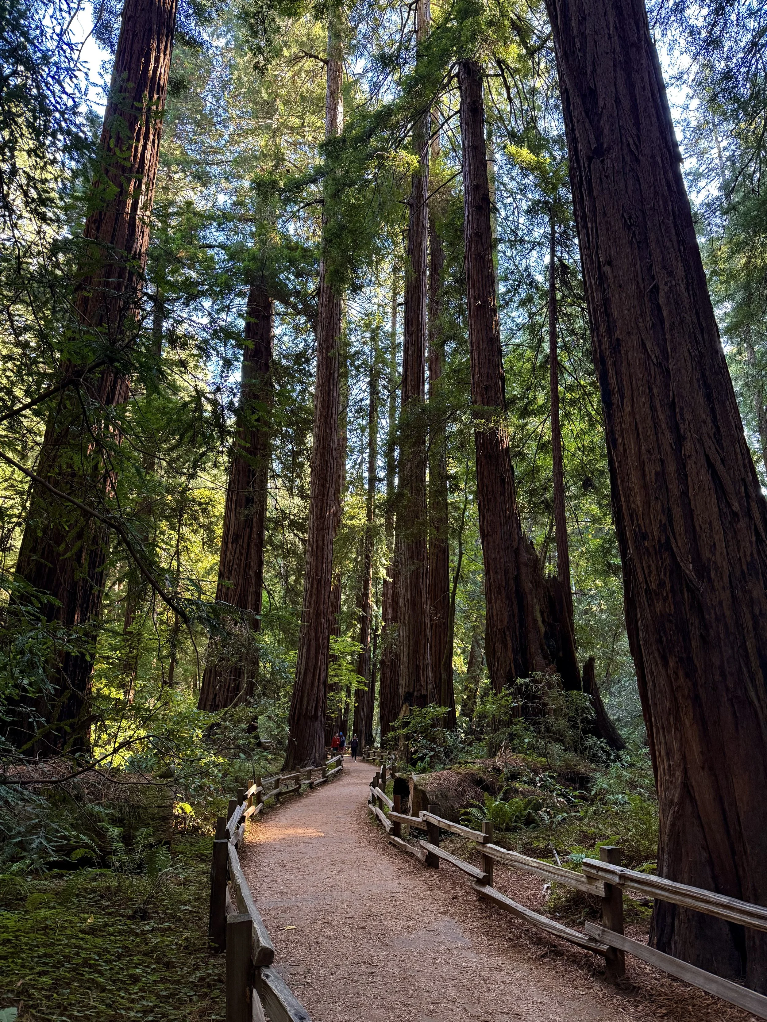 BayArea-DayTrips-MuirWoodsNationalMonument-6.jpeg