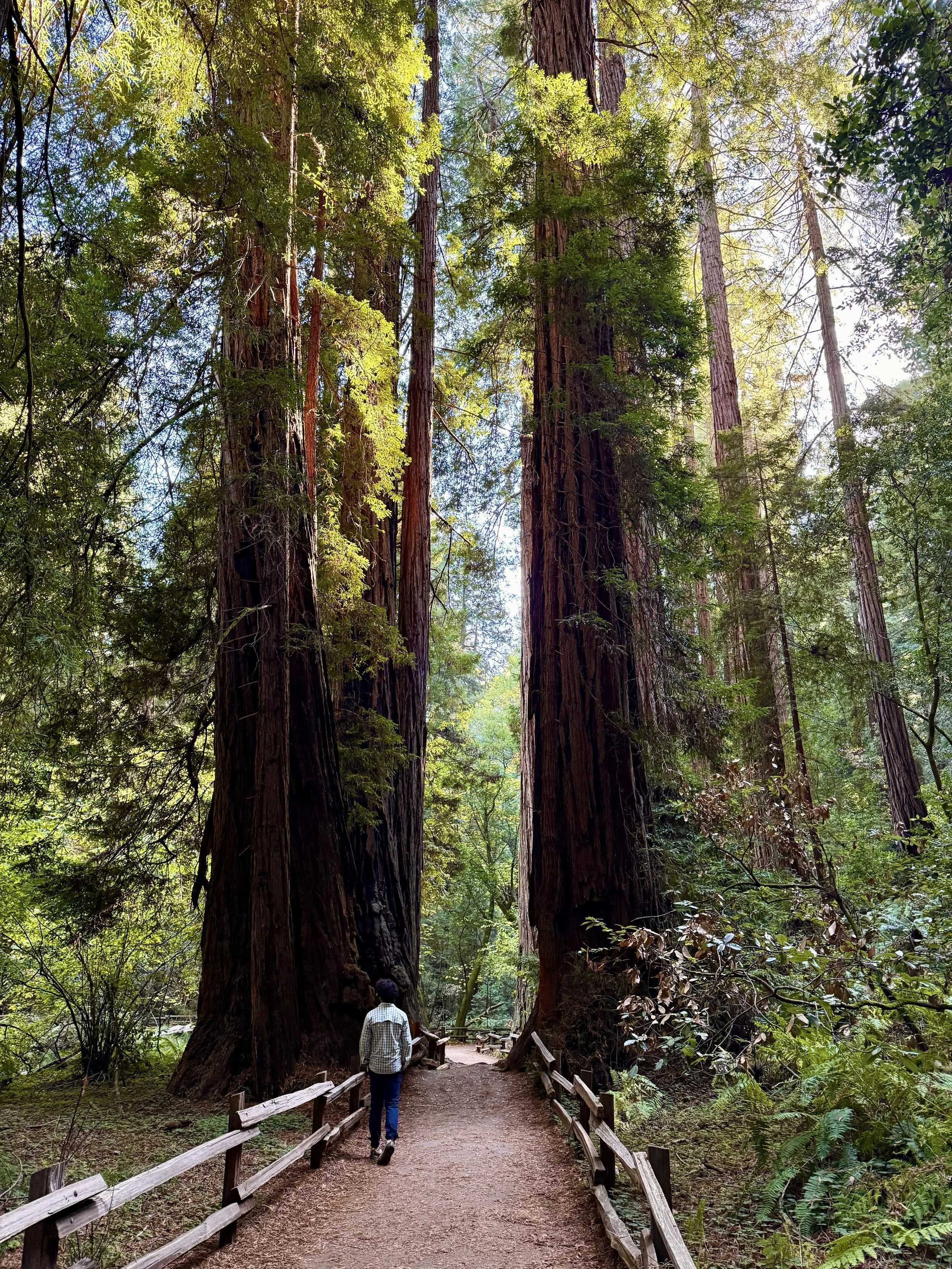 BayArea-DayTrips-MuirWoodsNationalMonument-8.jpeg