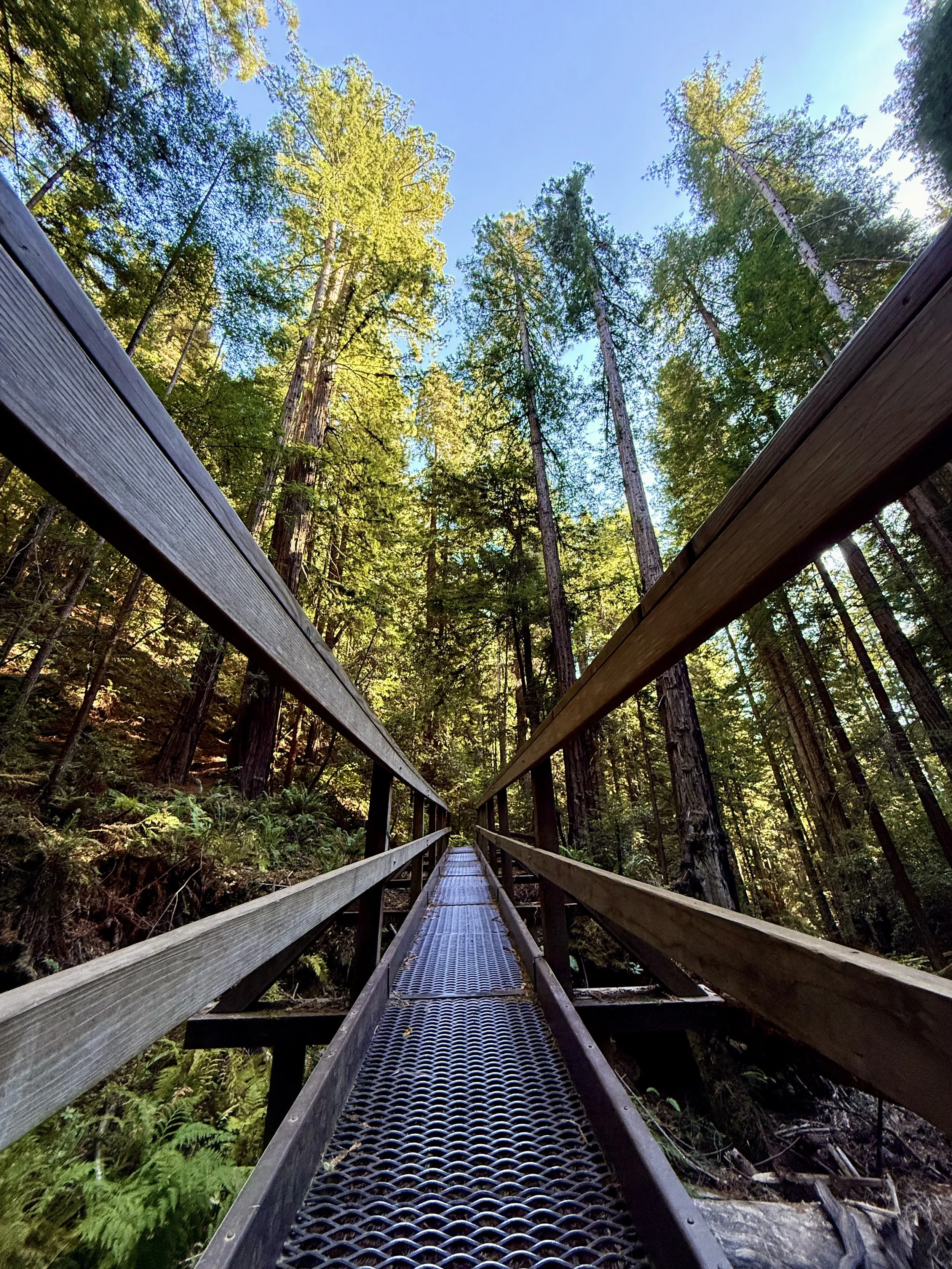 BayArea-DayTrips-MuirWoodsNationalMonument-10.jpeg