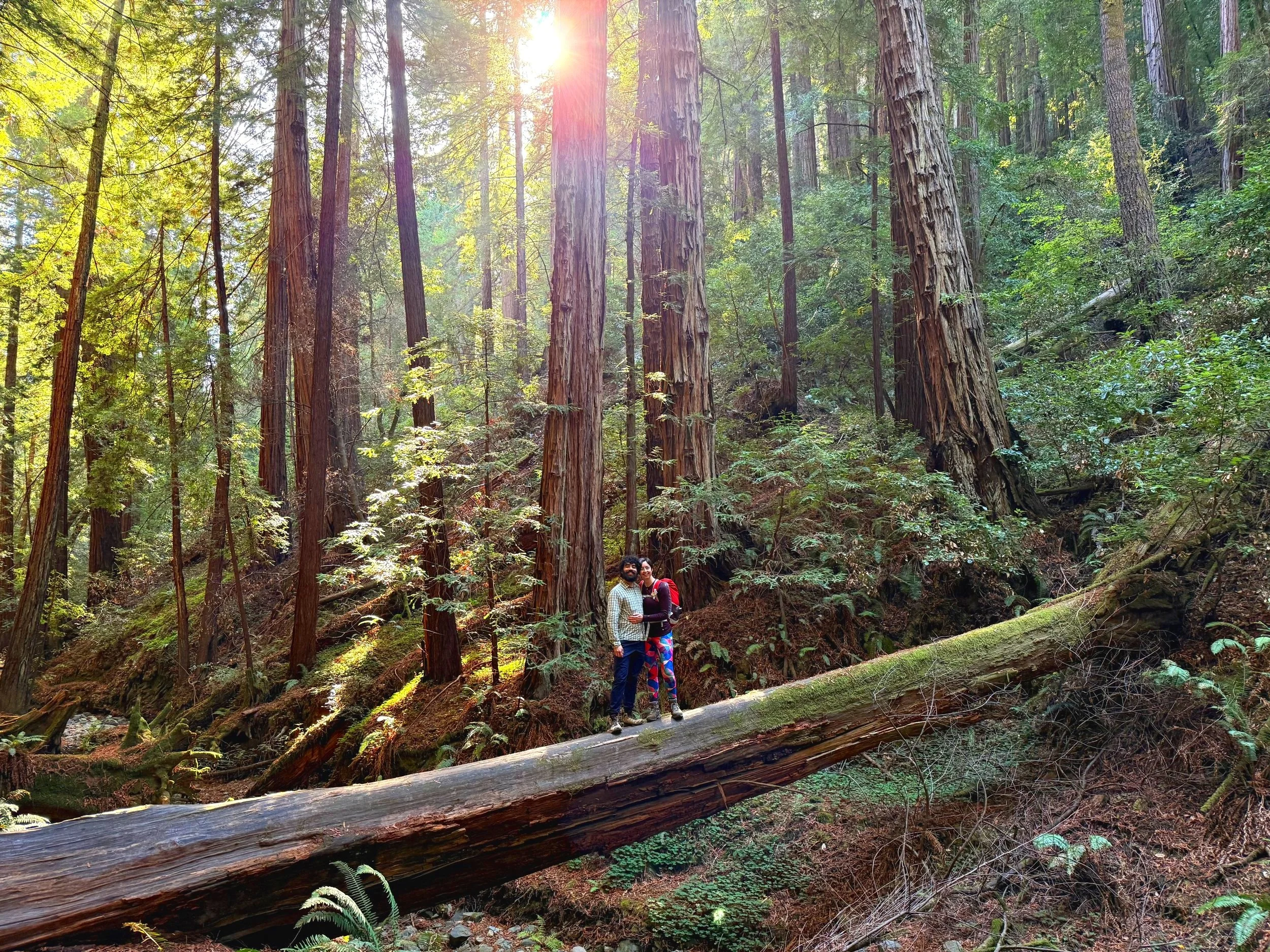 BayArea-DayTrips-MuirWoodsNationalMonument-12.jpg