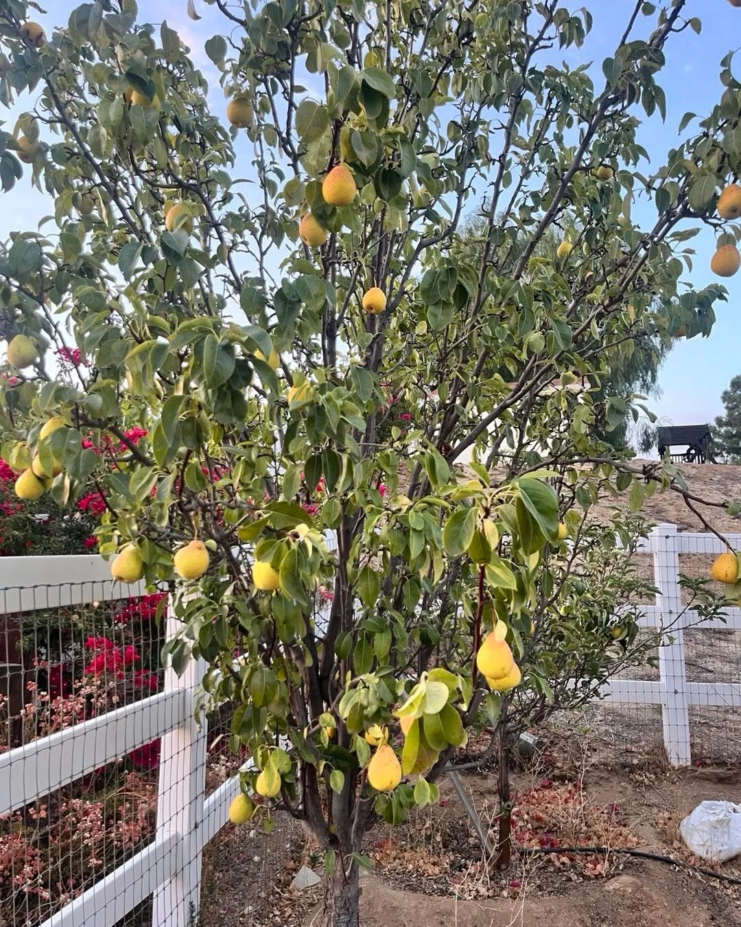 Something new this year. A pear harvest!