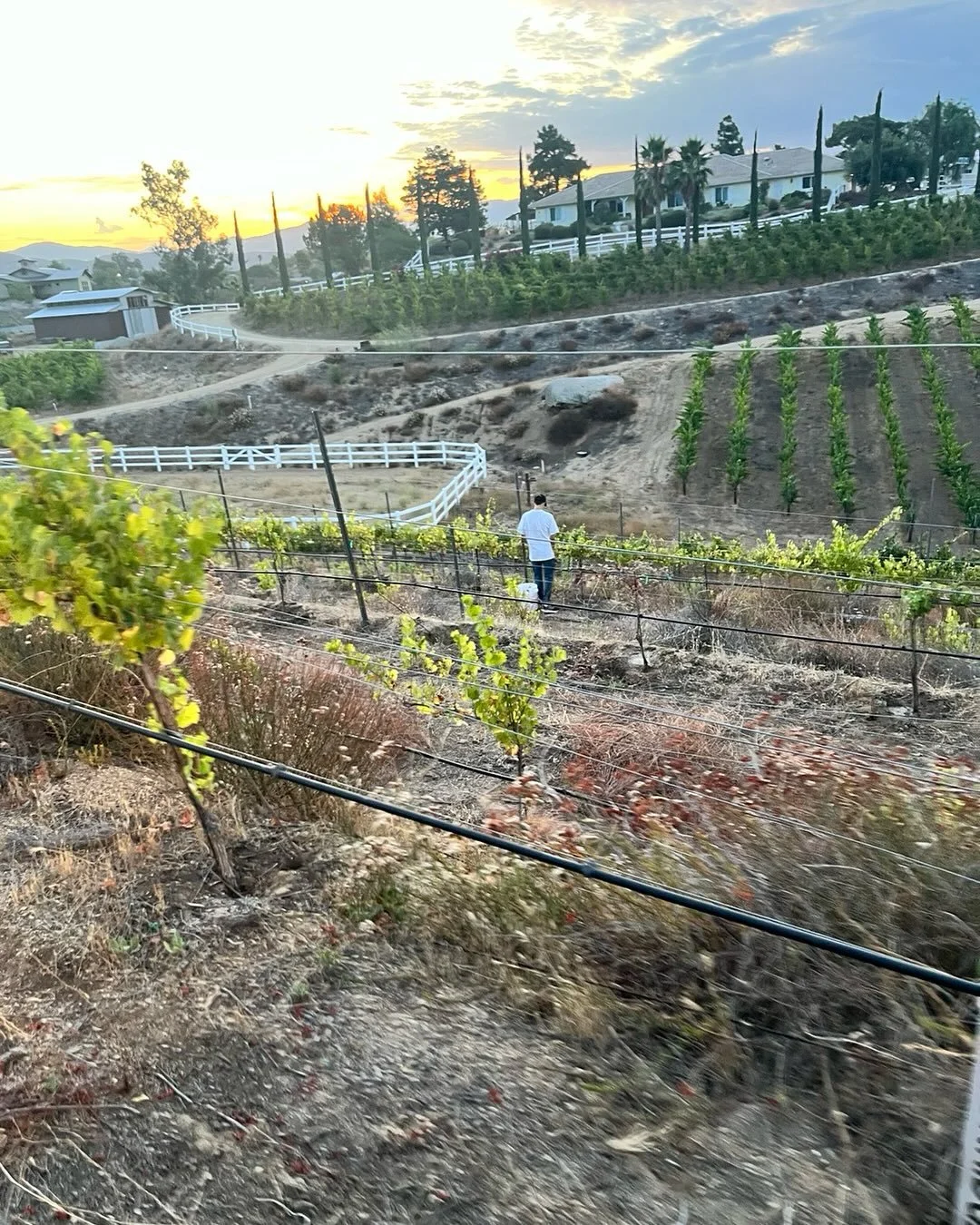 Harvest has started!  The Viognier, Chenin blanc and Roussanne are all picked and pressed!  Only minimal grumbling from the kids this time about the 5am start.  They&rsquo;ve learned it&rsquo;s better to wake up than pick in the sun!