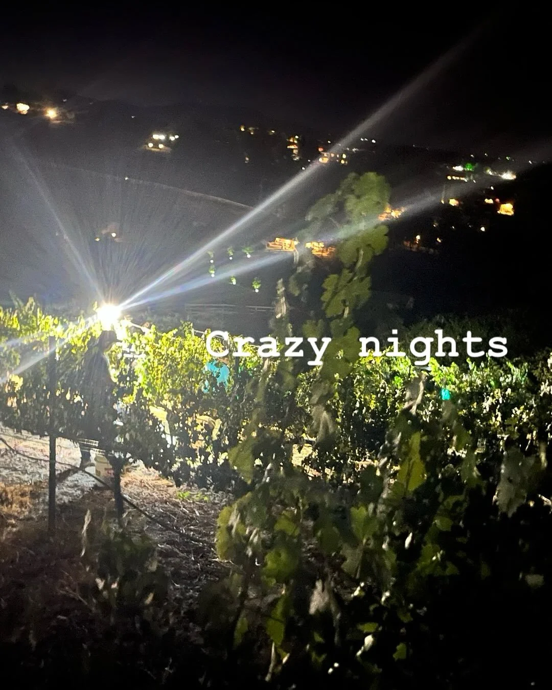 And hectic days.  Can we get through it?  And enough with the heat already. #wineharvest