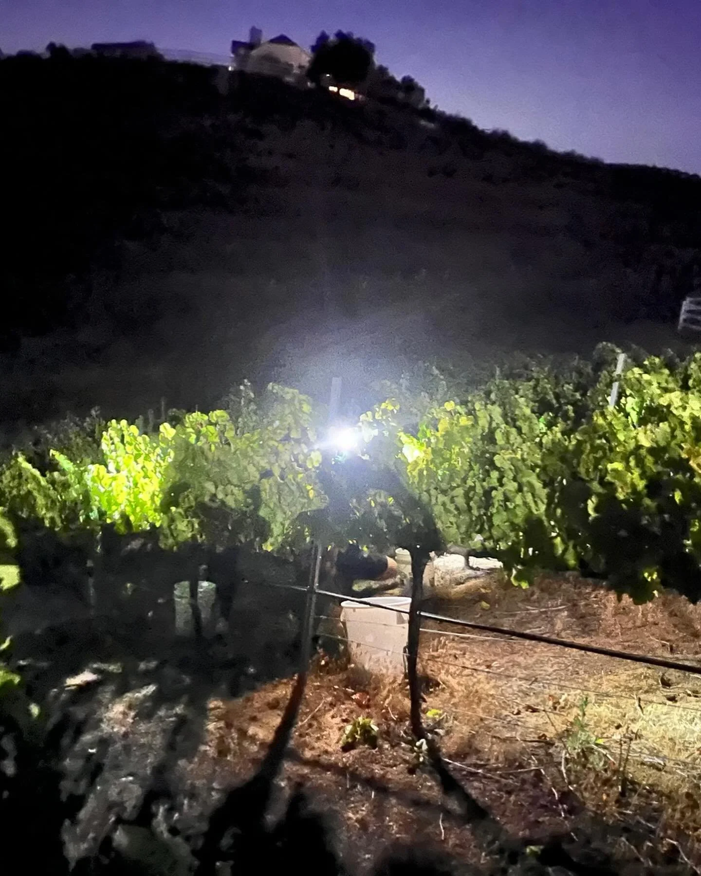Harvest #5 done. Only one more to go.  No leaves in our buckets!  Good job pickers!