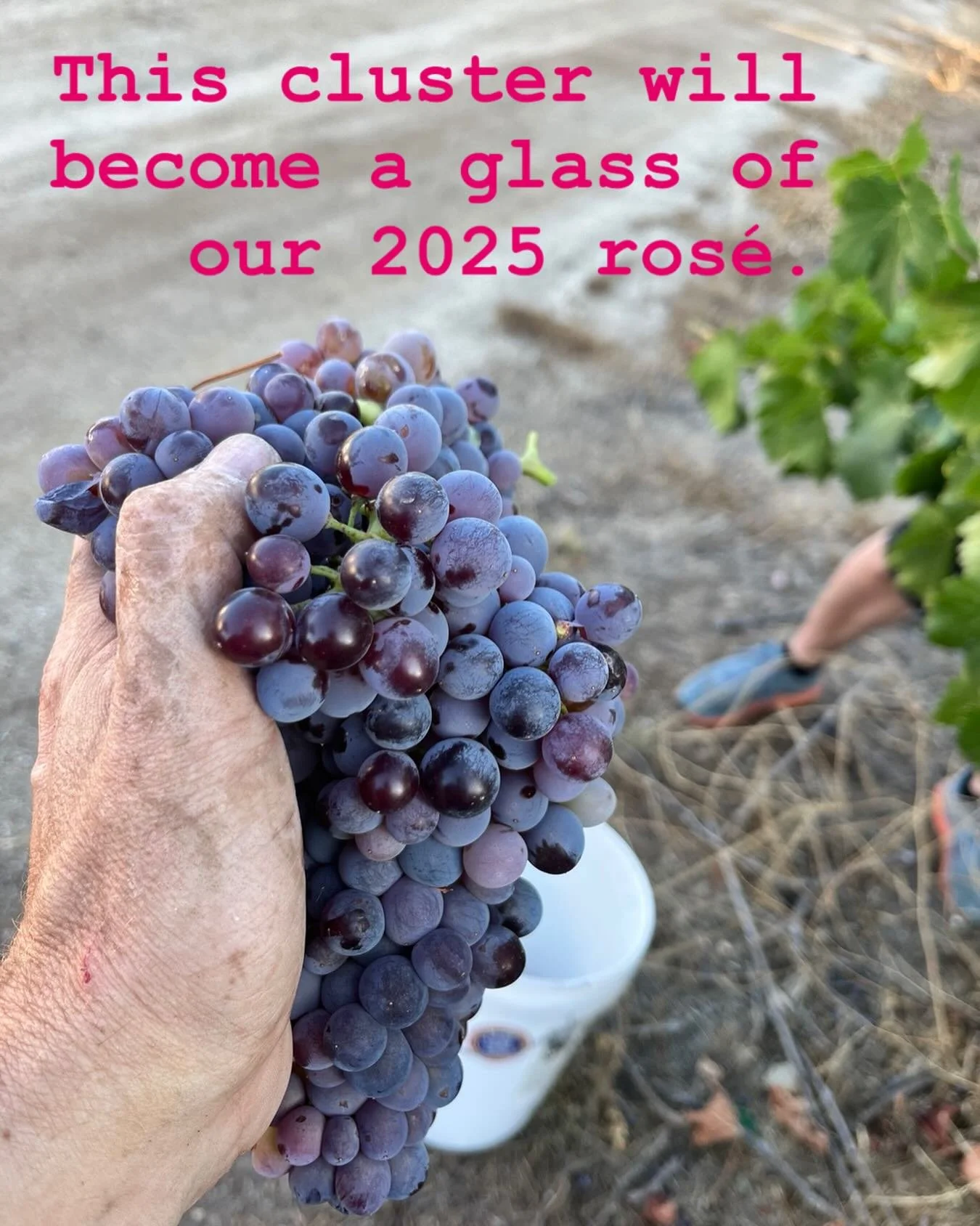 A cluster in every glass. We soaked our Grenache for just a few hours this year to make a delicate dry ros&eacute;.  See you in about a year, on the other side!  #ros&eacute;allday #roseallday #visittemecula #visittemeculavalley #temeculachamber #tem