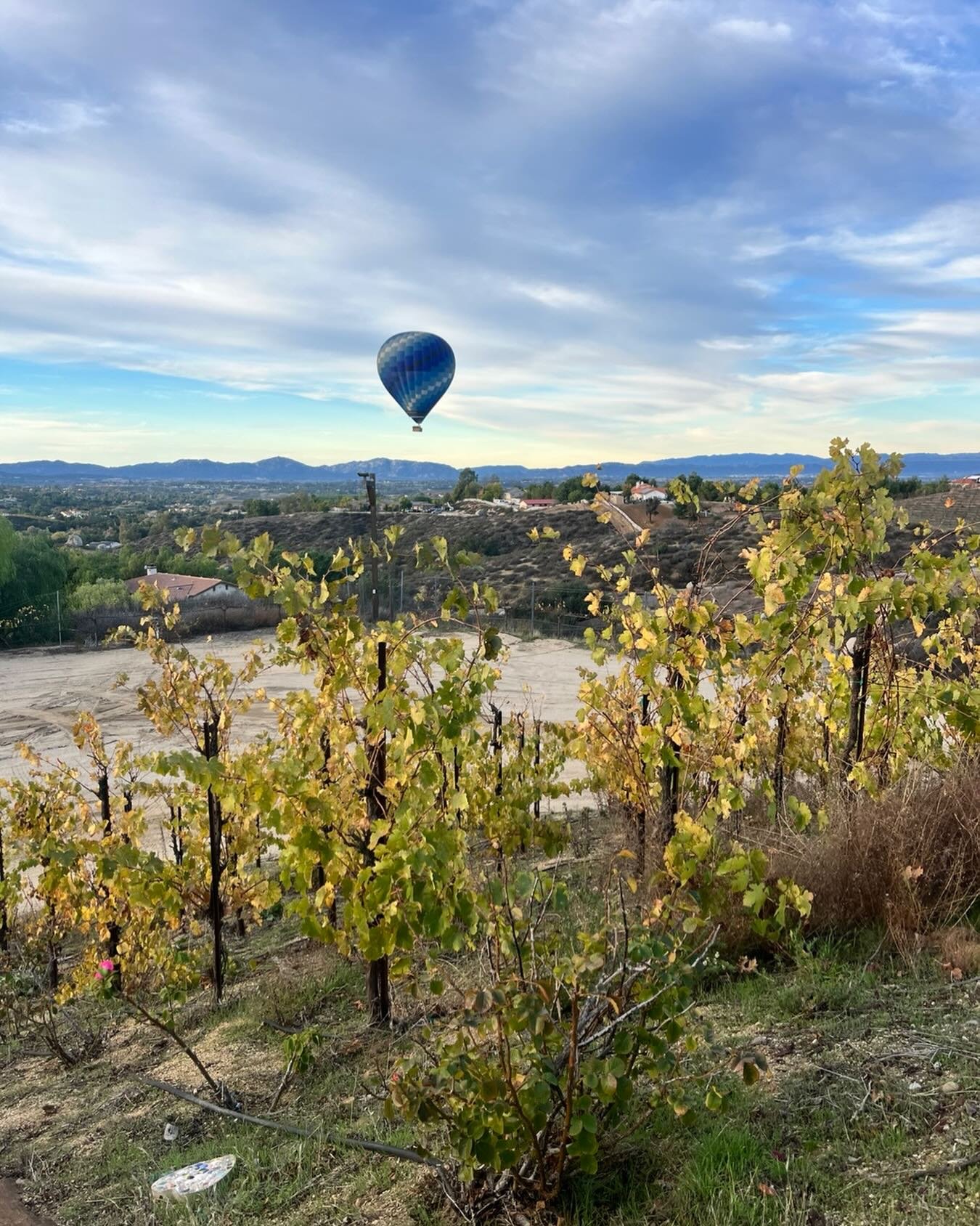 Happy Thanksgiving!  There was a balloon in our vines this morning.