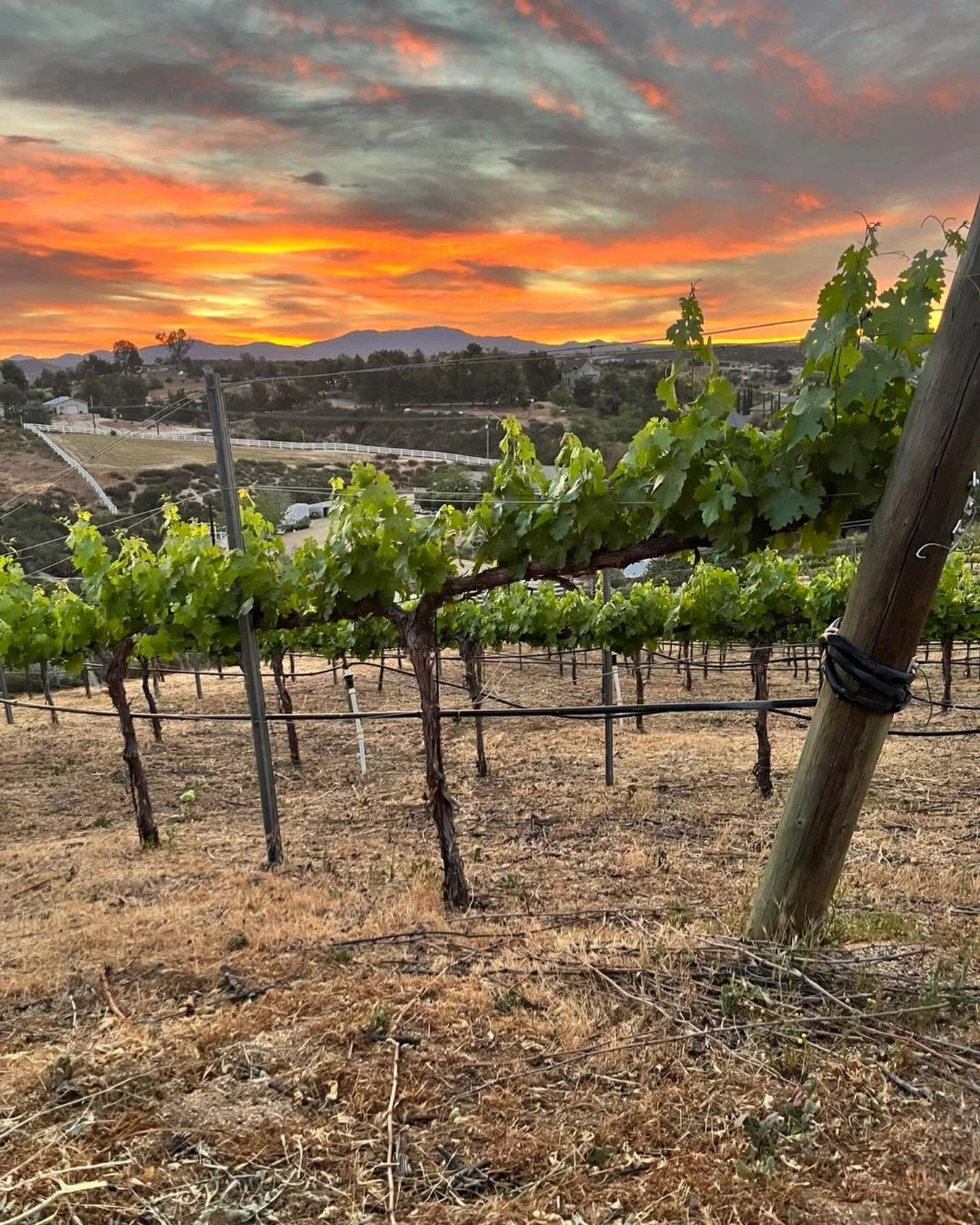 Sunrise this morning while fixing a sprinkler valve.