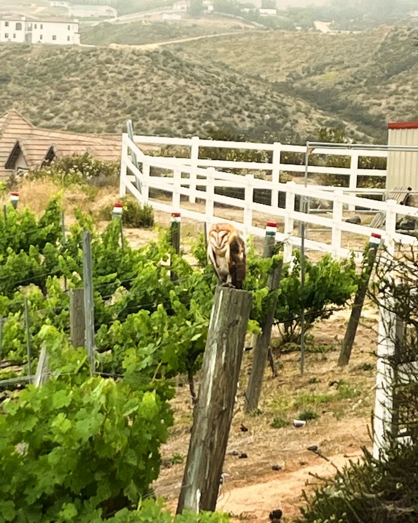 Found this barn owl still resting on the pole after a long night.