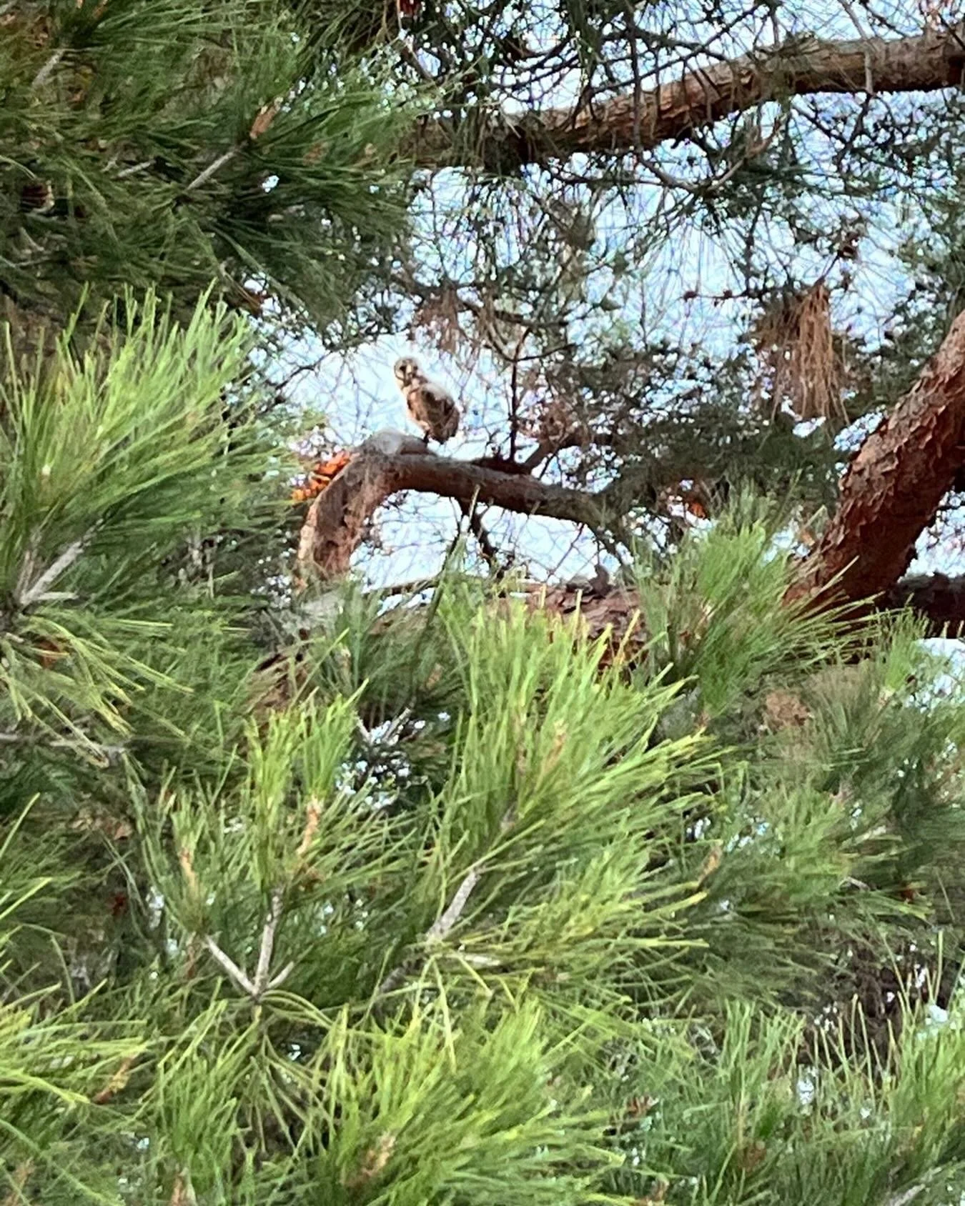 Update to the last post.  After sleeping on the vineyard post all day (full Sun don&rsquo;t care) he&rsquo;s settled into the pine tree near the owl box.  I guess he&rsquo;s too big for the box now.  They grow up so fast. Fly away and have babies!  A