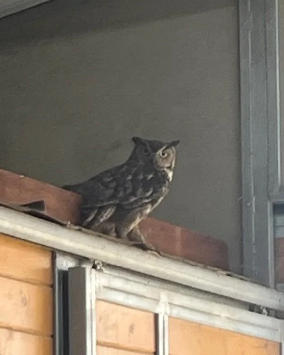 New wine club member tried to eat our barn cat!!