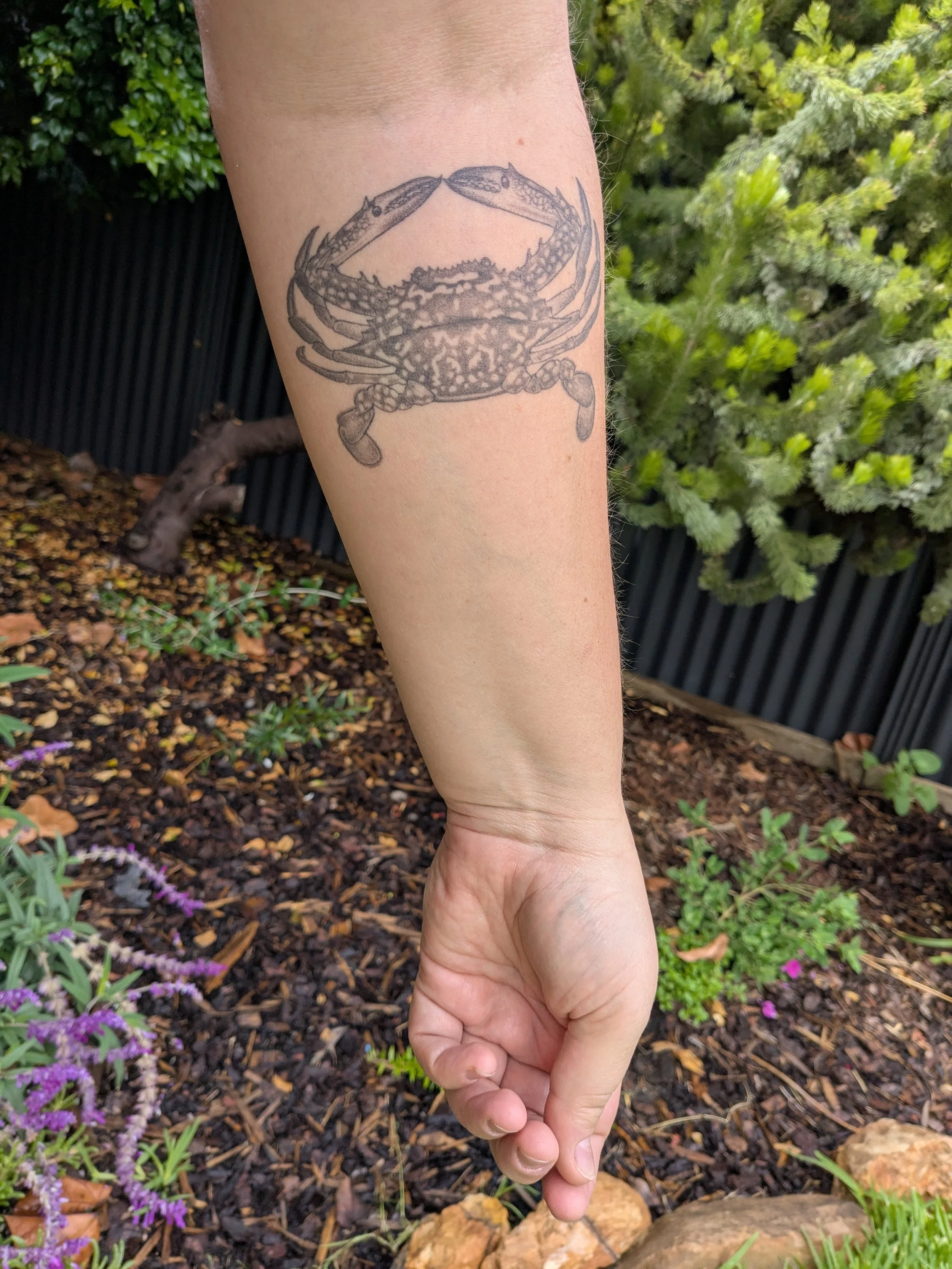 Healed Crab Tattoo 2026.jpg
