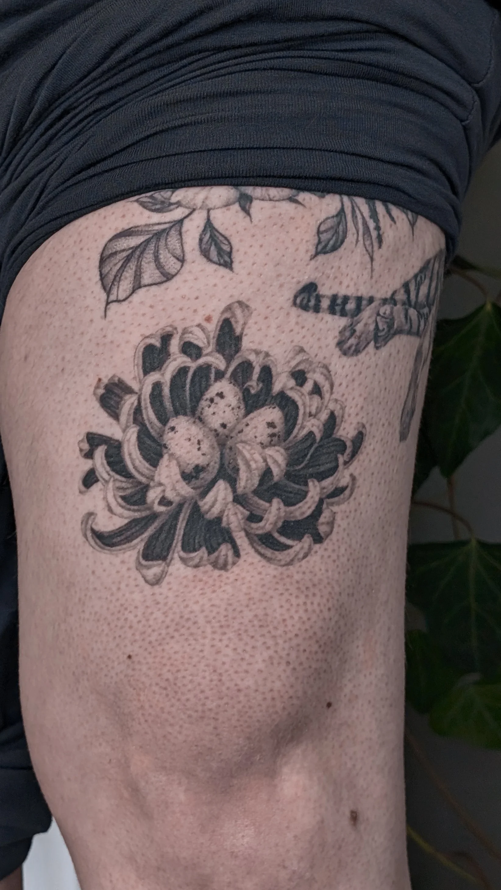 Healed Surrealism Tattoo Adelaide.jpg