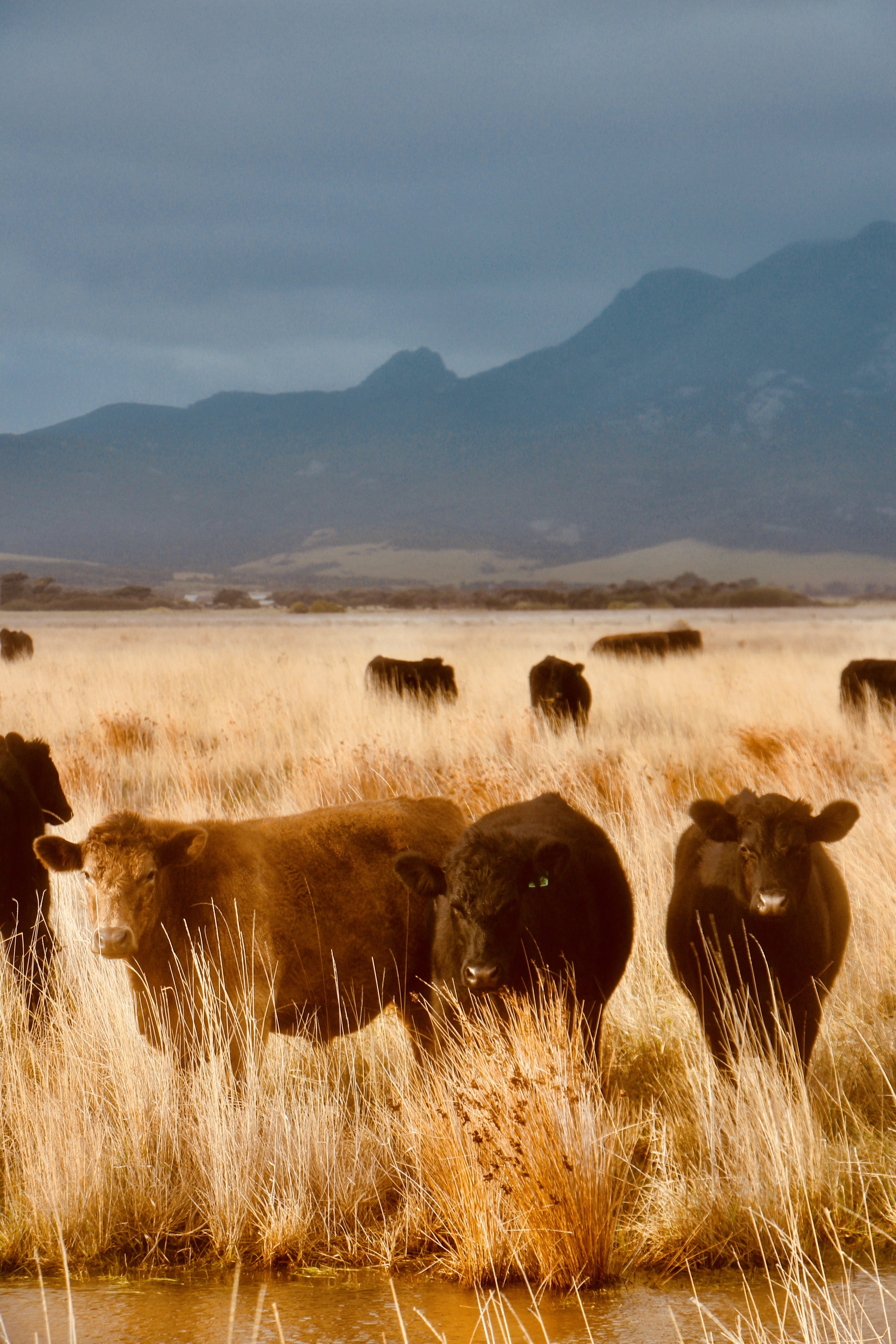 Flinders Island life 