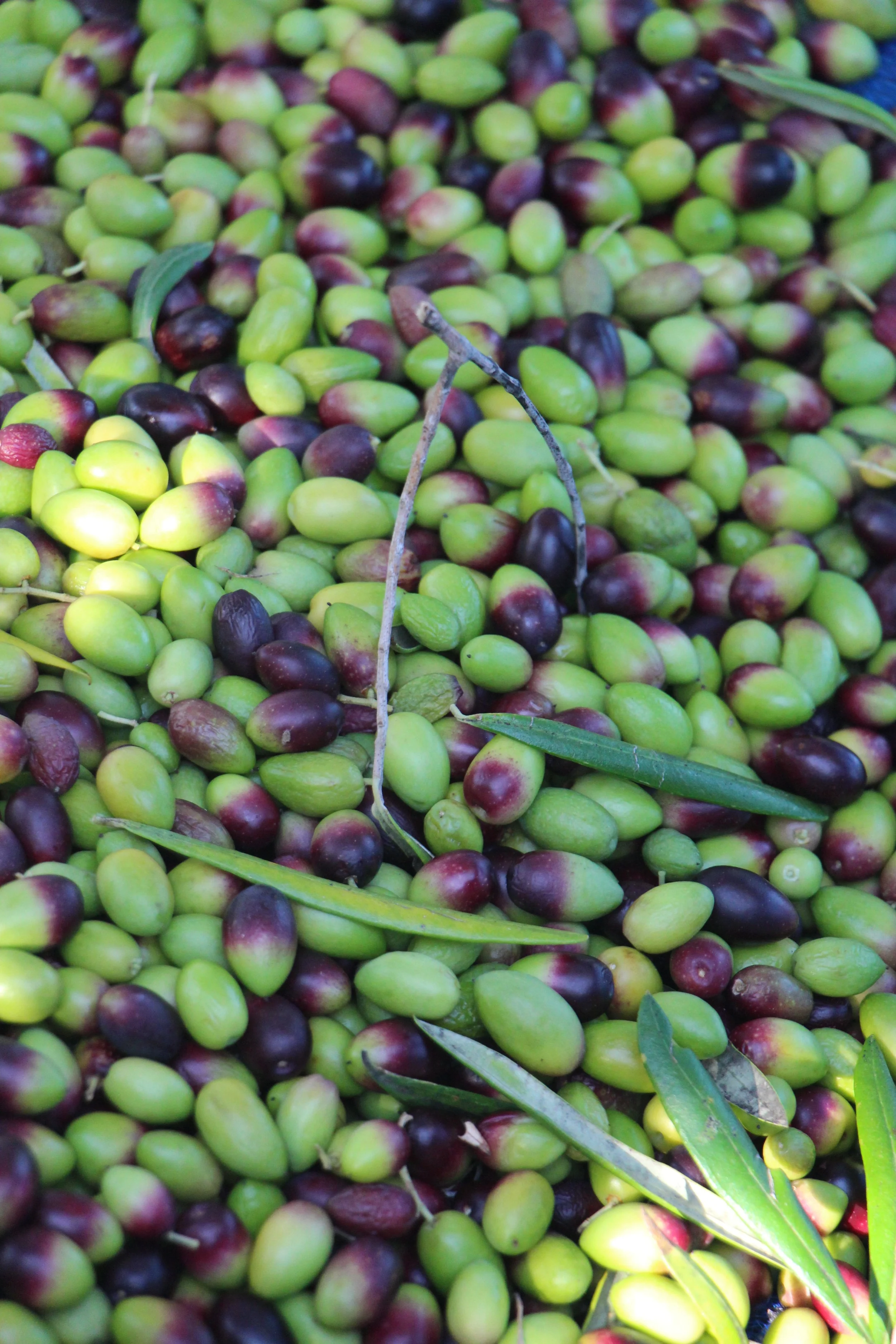 Flinders Island Life 