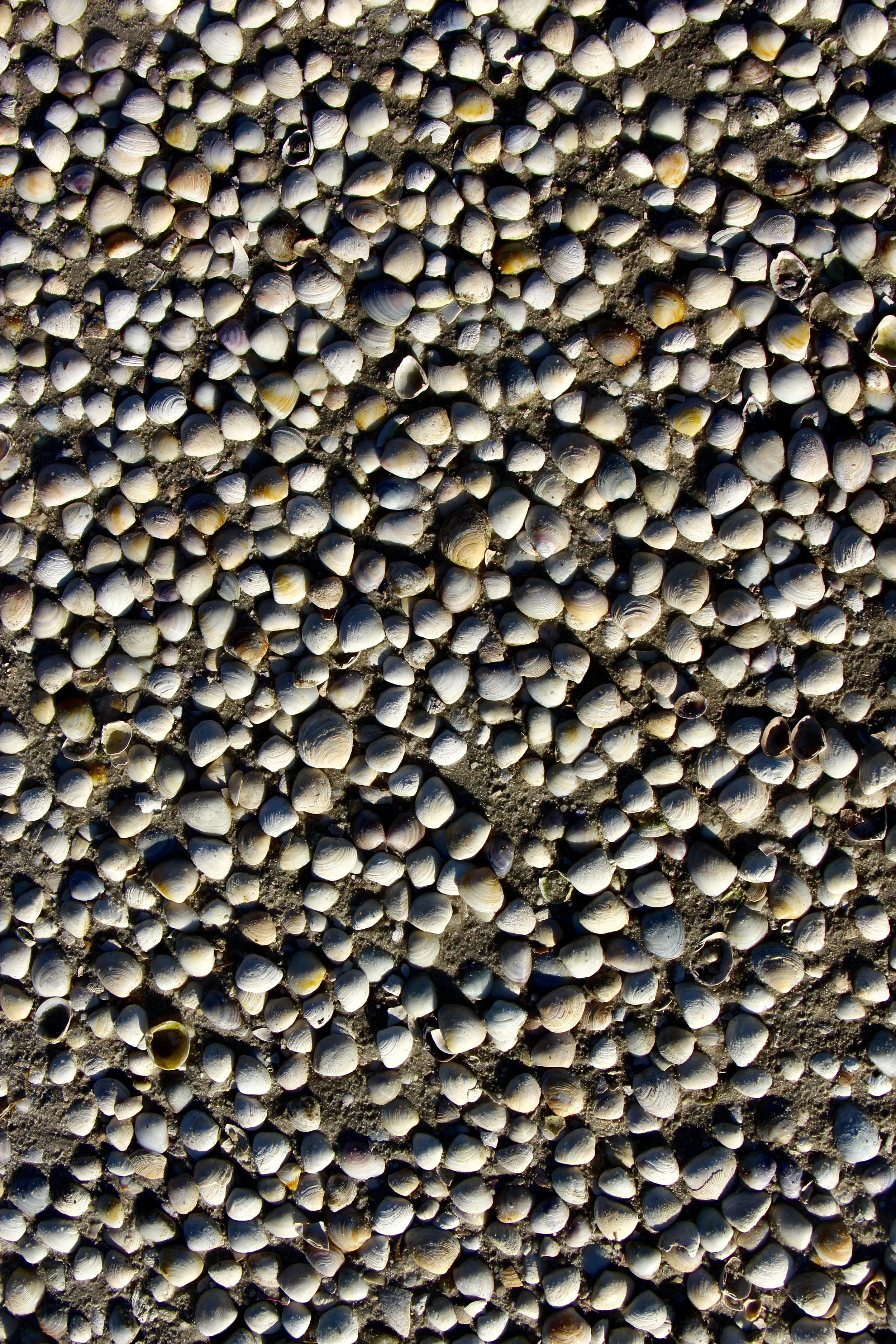 Flinders island beaches 