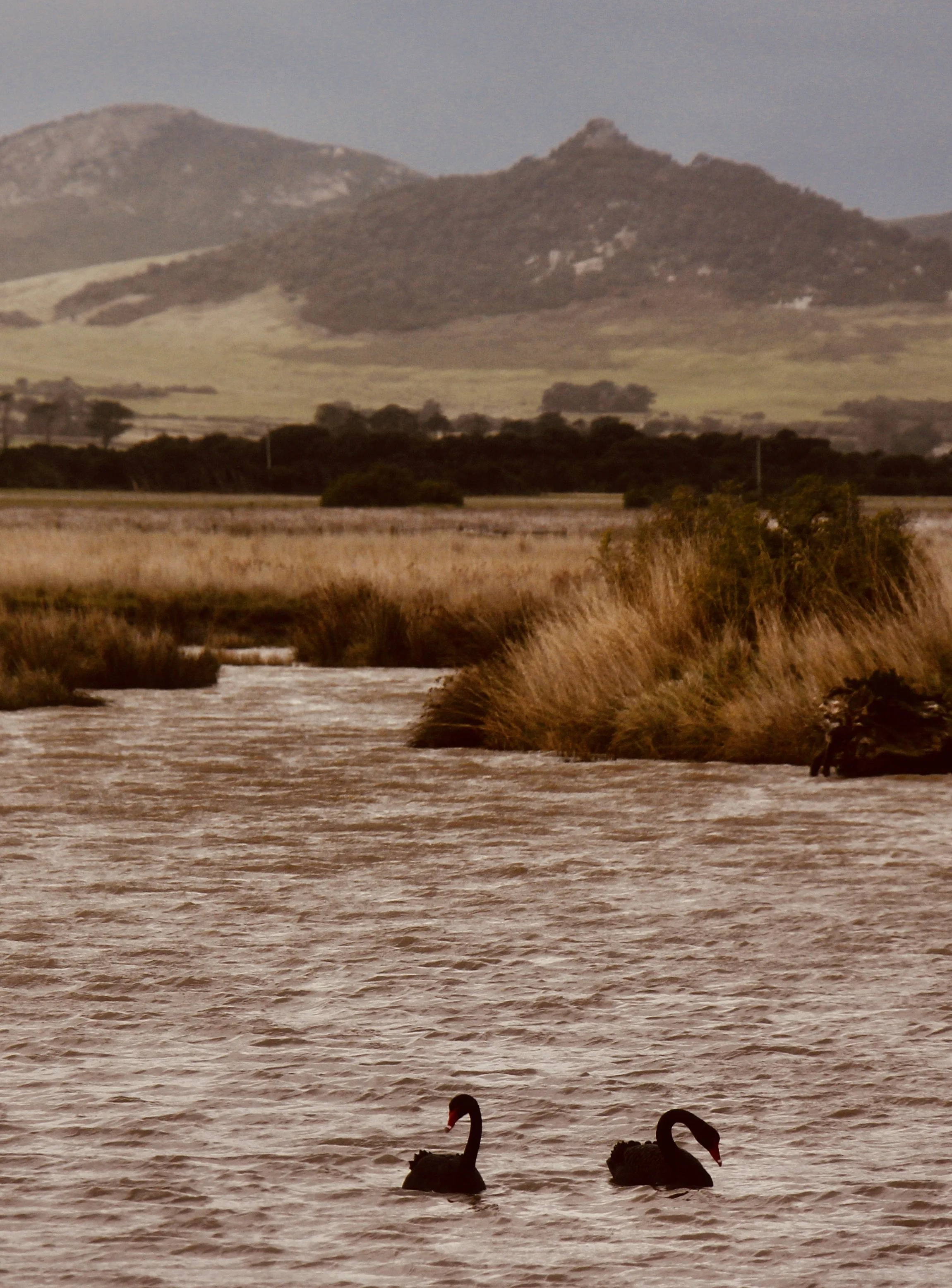 Flinders Island life 
