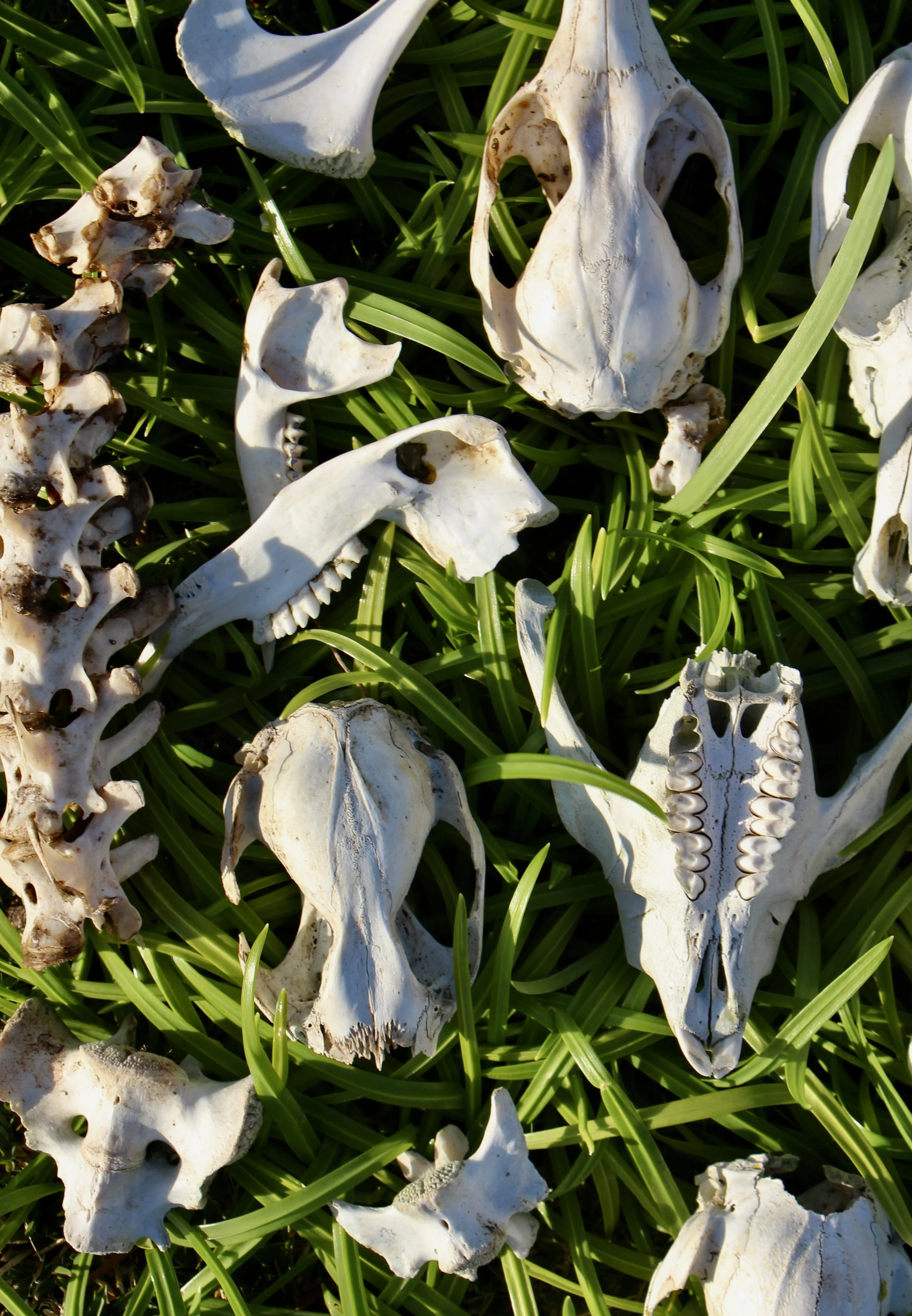 Flinders Island beaches
