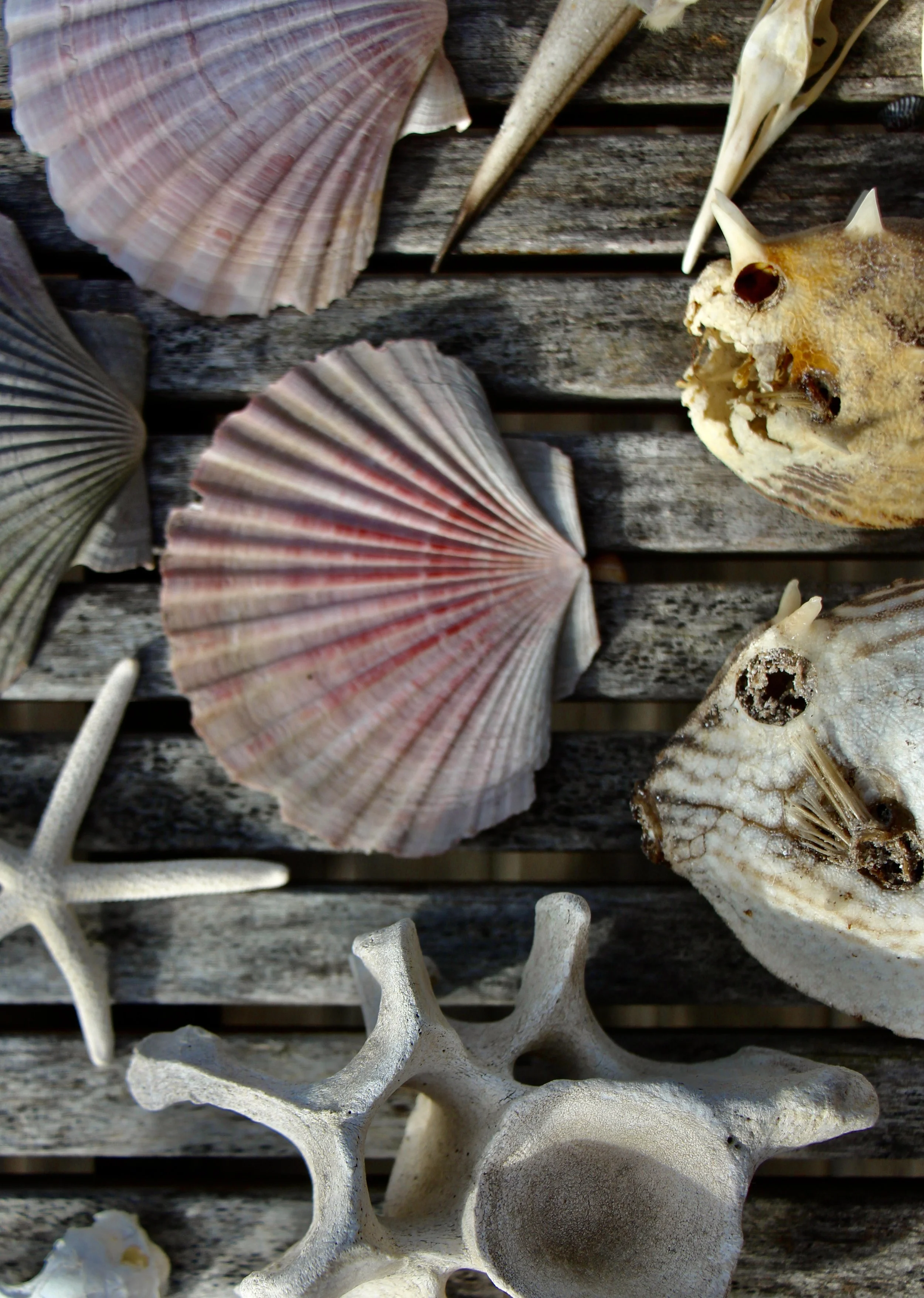 Flinders island beaches 