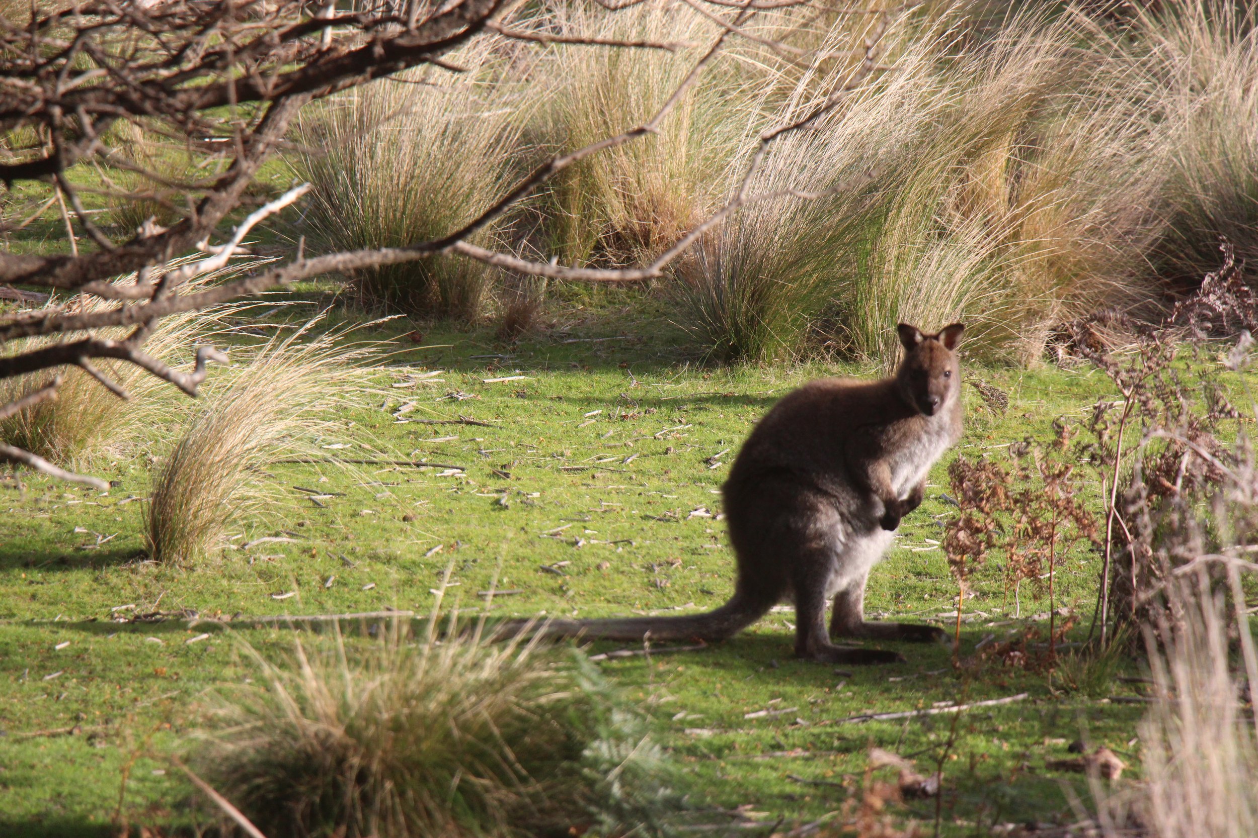 Flinders Island Wild life 