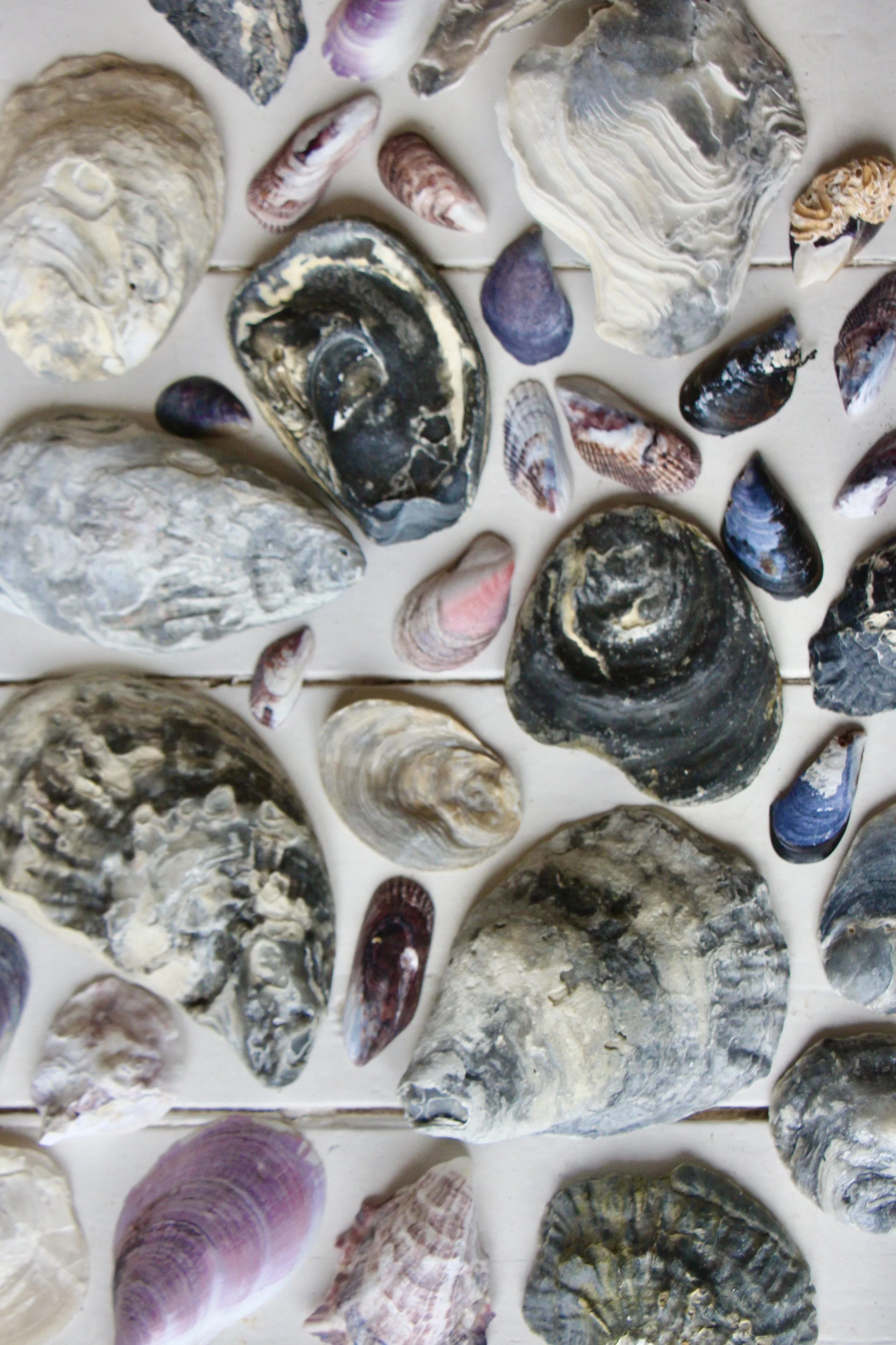 Flinders island beaches 