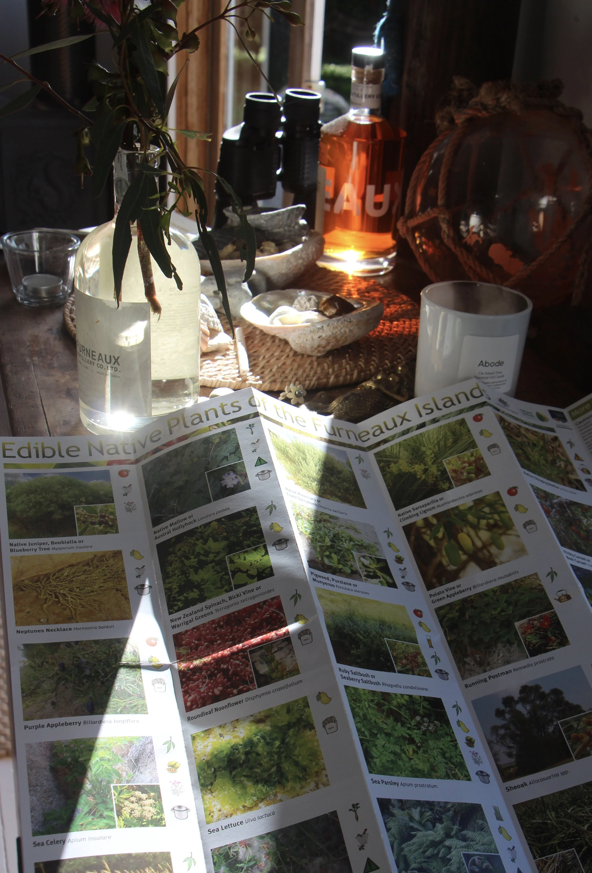 Flinders island wild life 