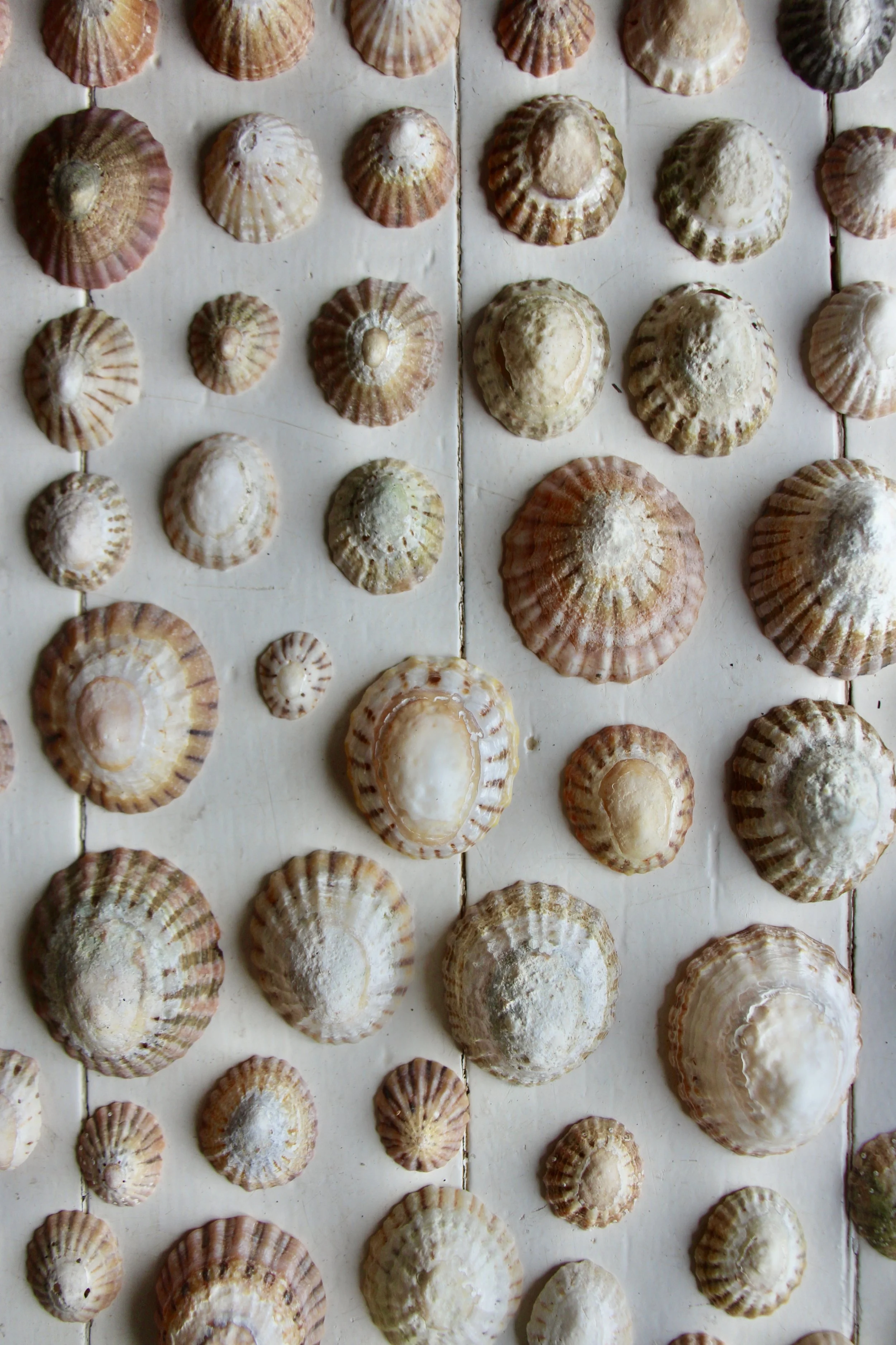 Flinders island beaches 