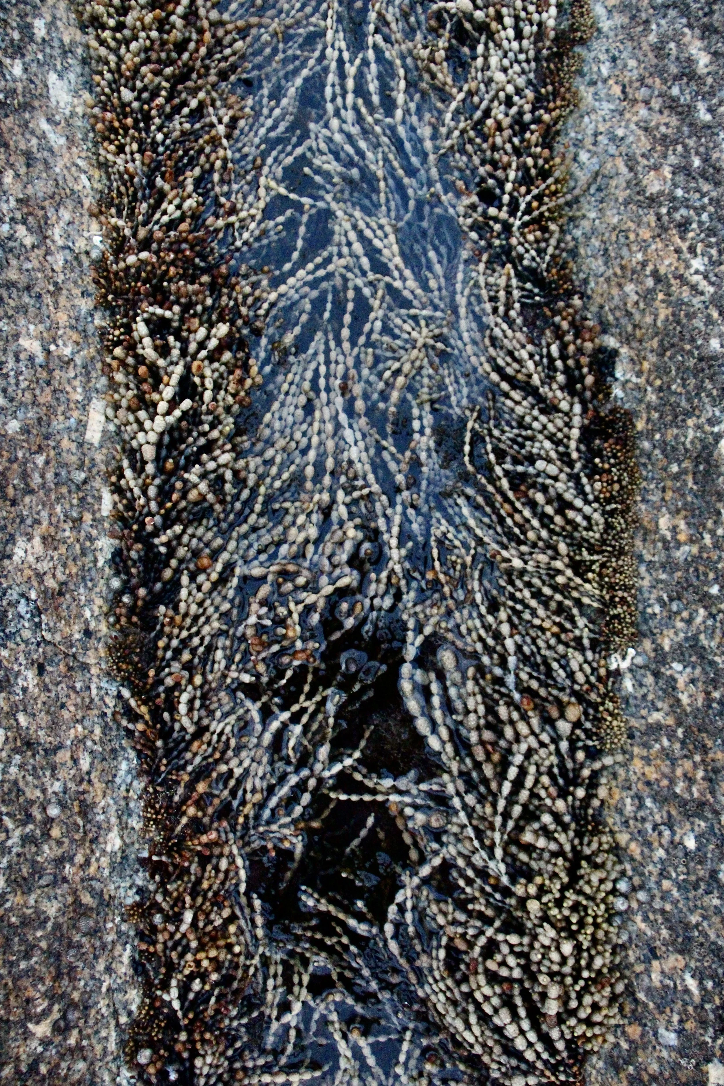 Flinders Island beaches 
