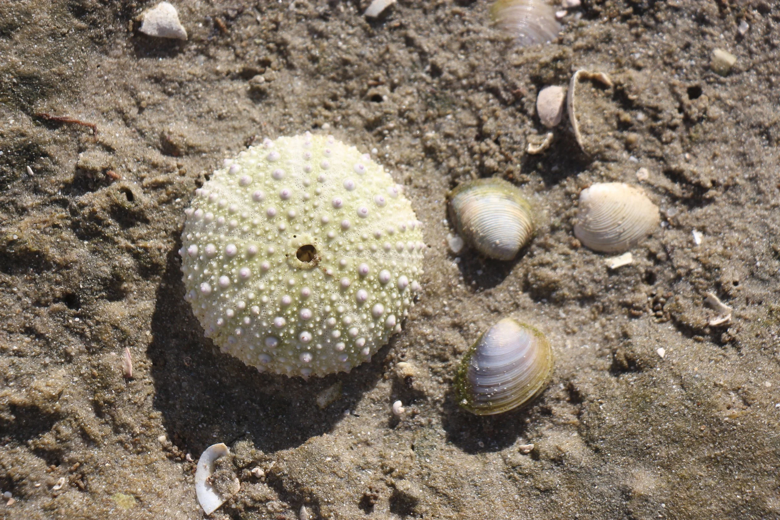 Flinders island beaches 