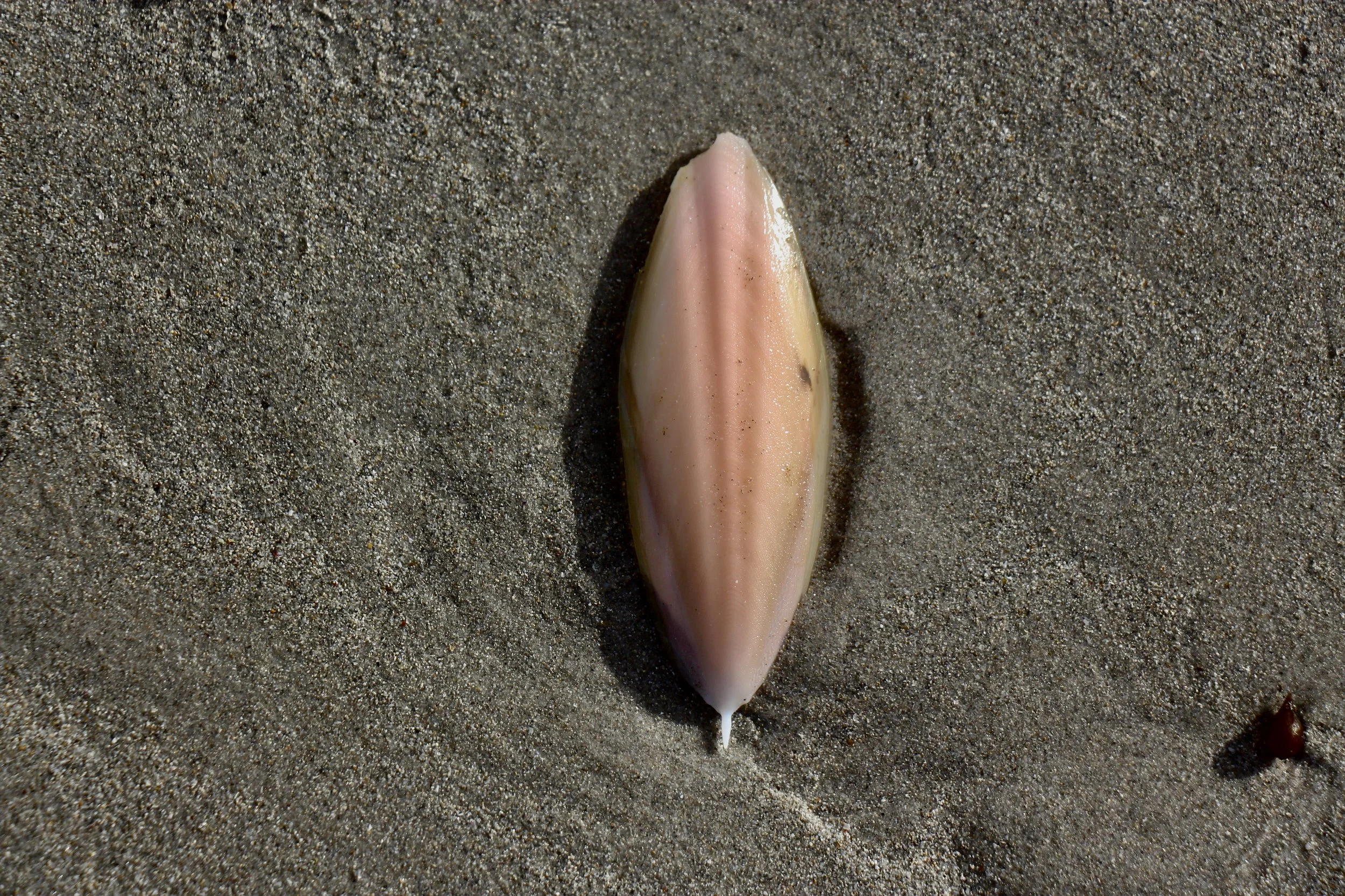 Flinders Island beaches