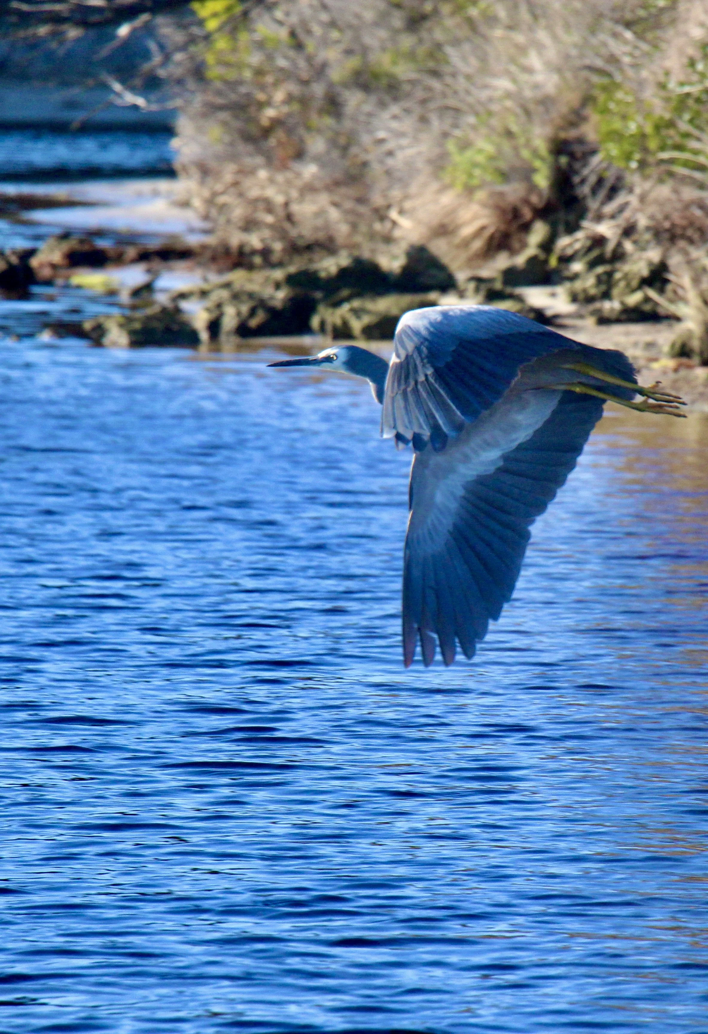 Flinders Island wild life 