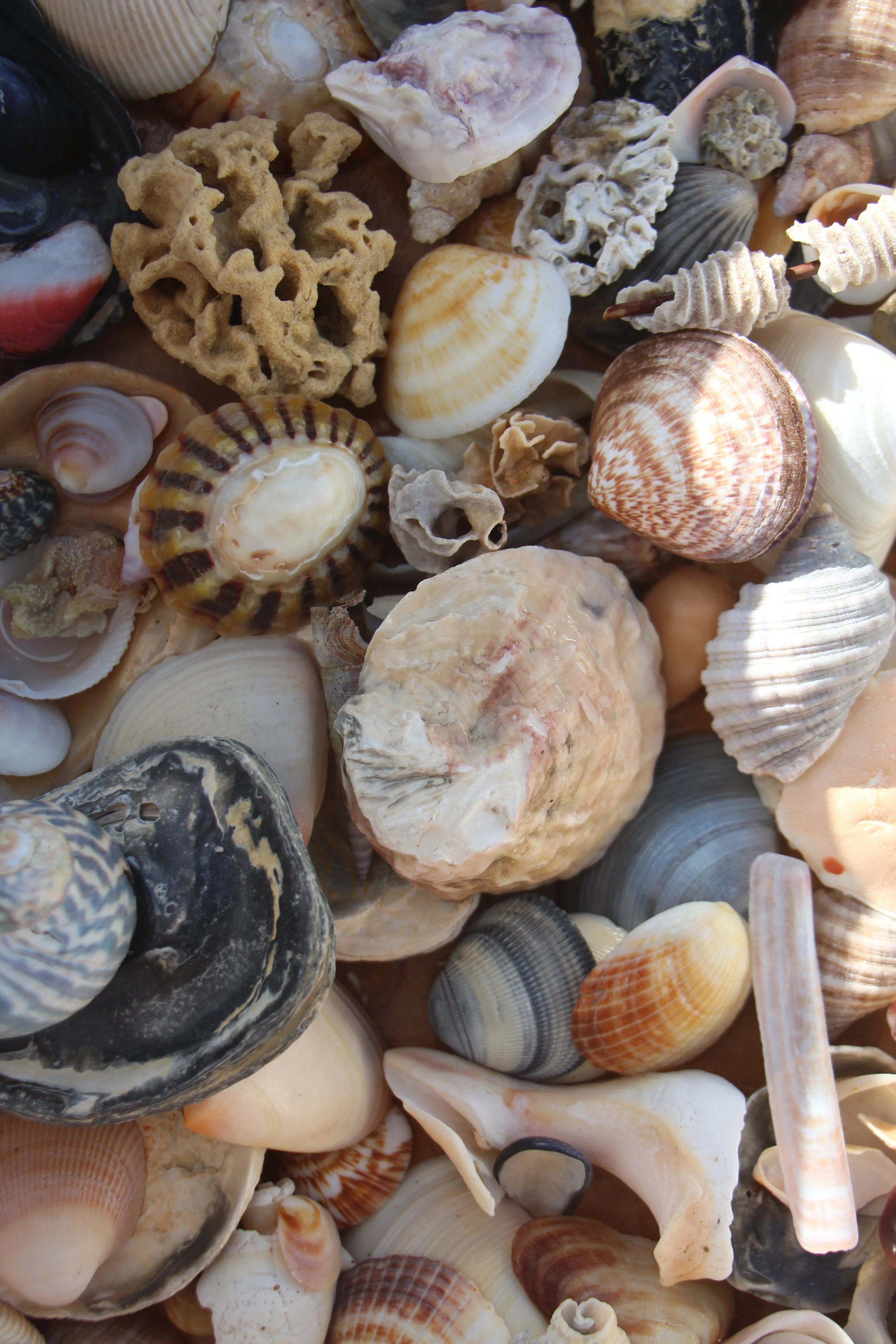 Flinders Island beaches 
